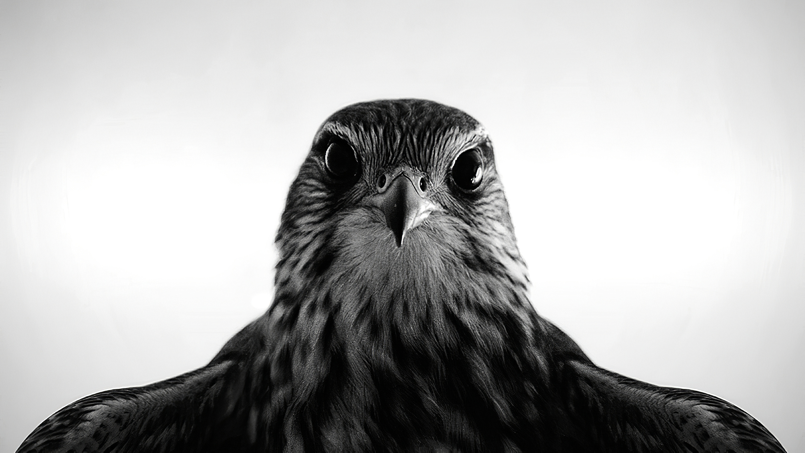 Hawk Animal Monochrome Birds Eyes Wildlife Animals Frontal View 2560x1440