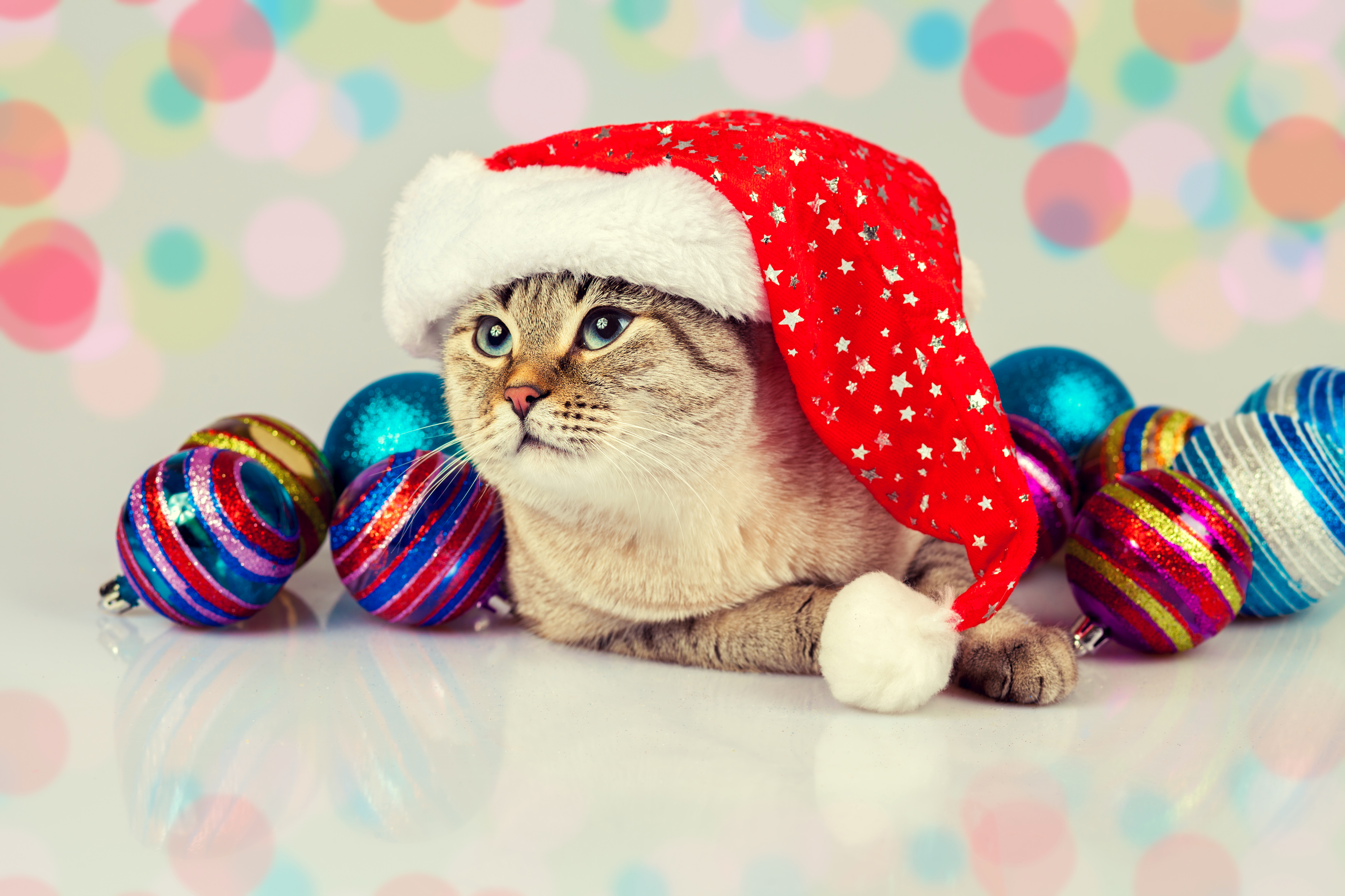 Christmas Cat Santa Hat Christmas Ornaments Colors 5616x3744