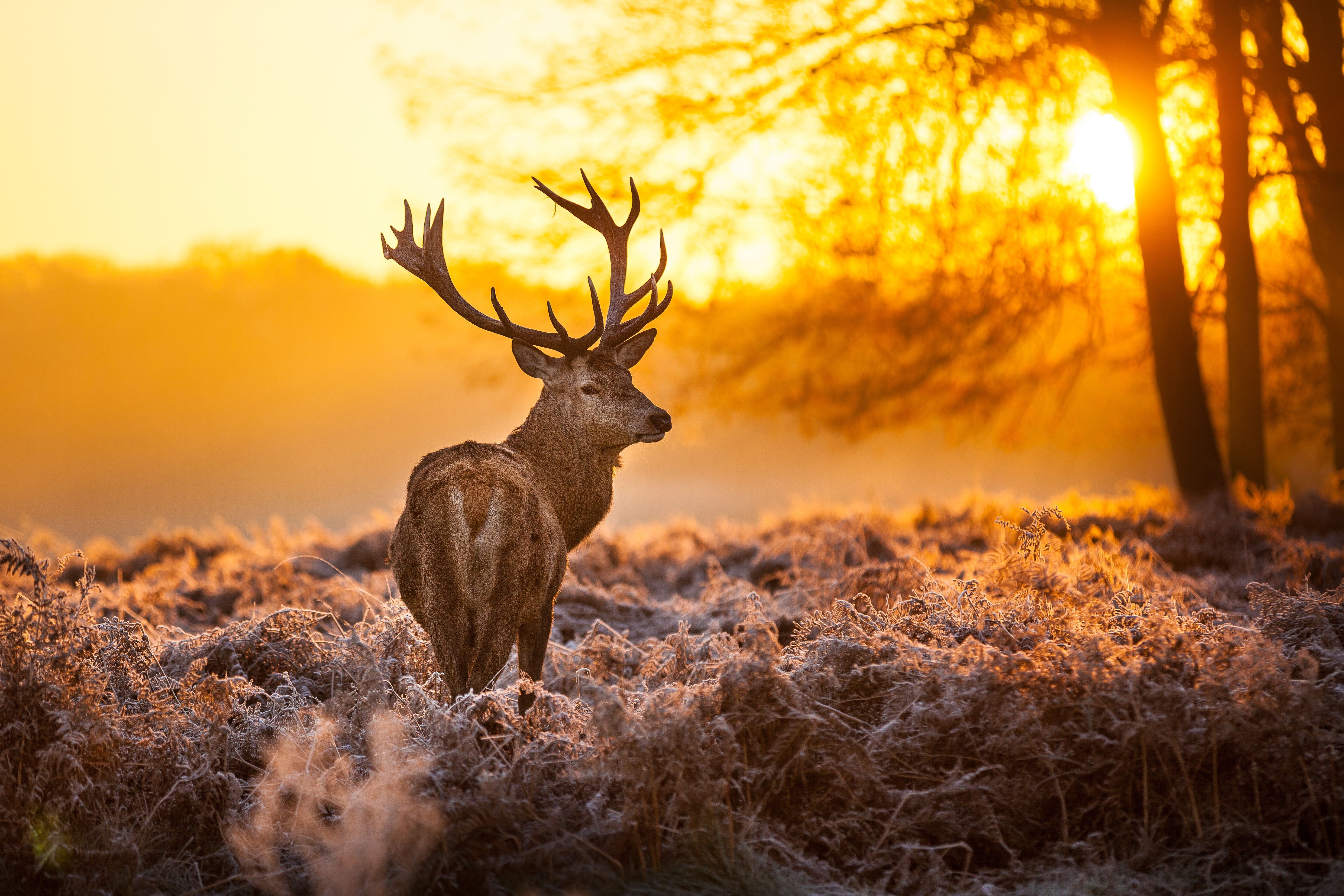 Deer Buck Sunset 4960x3307