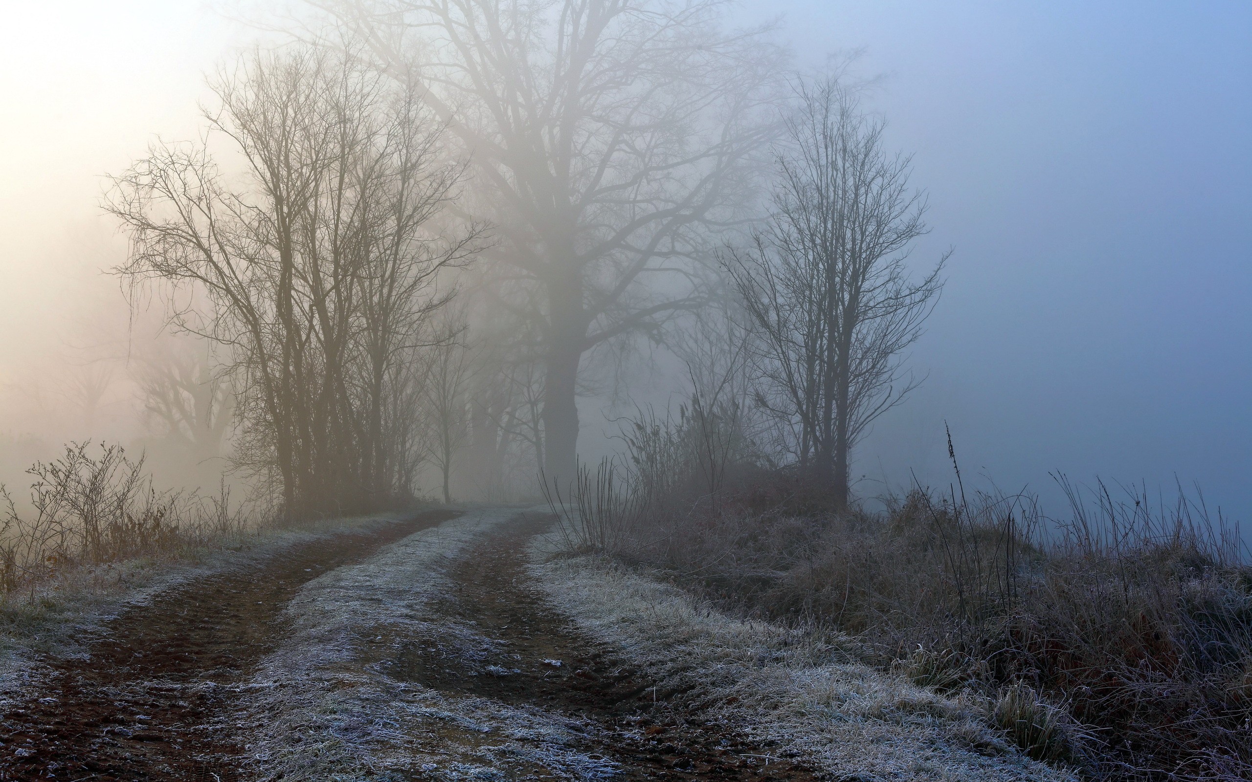 Landscape Mist Trees Dry Grass Winter Frost 2560x1600