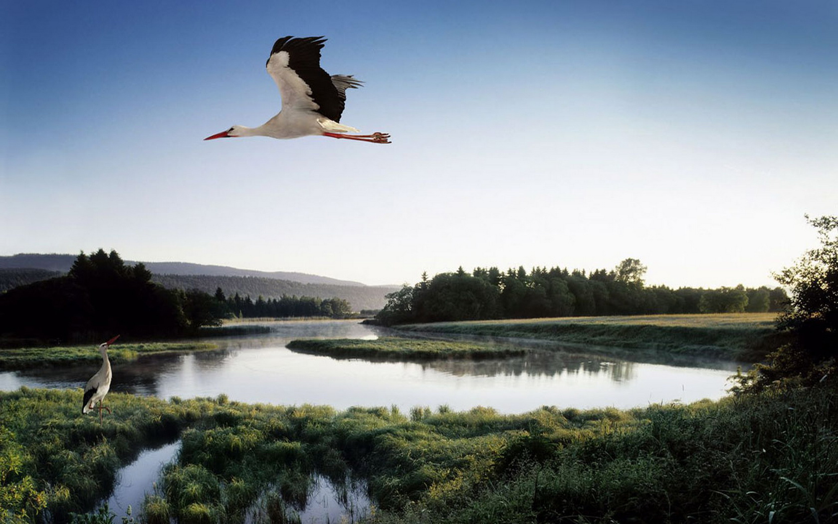 Animal White Stork 1680x1050