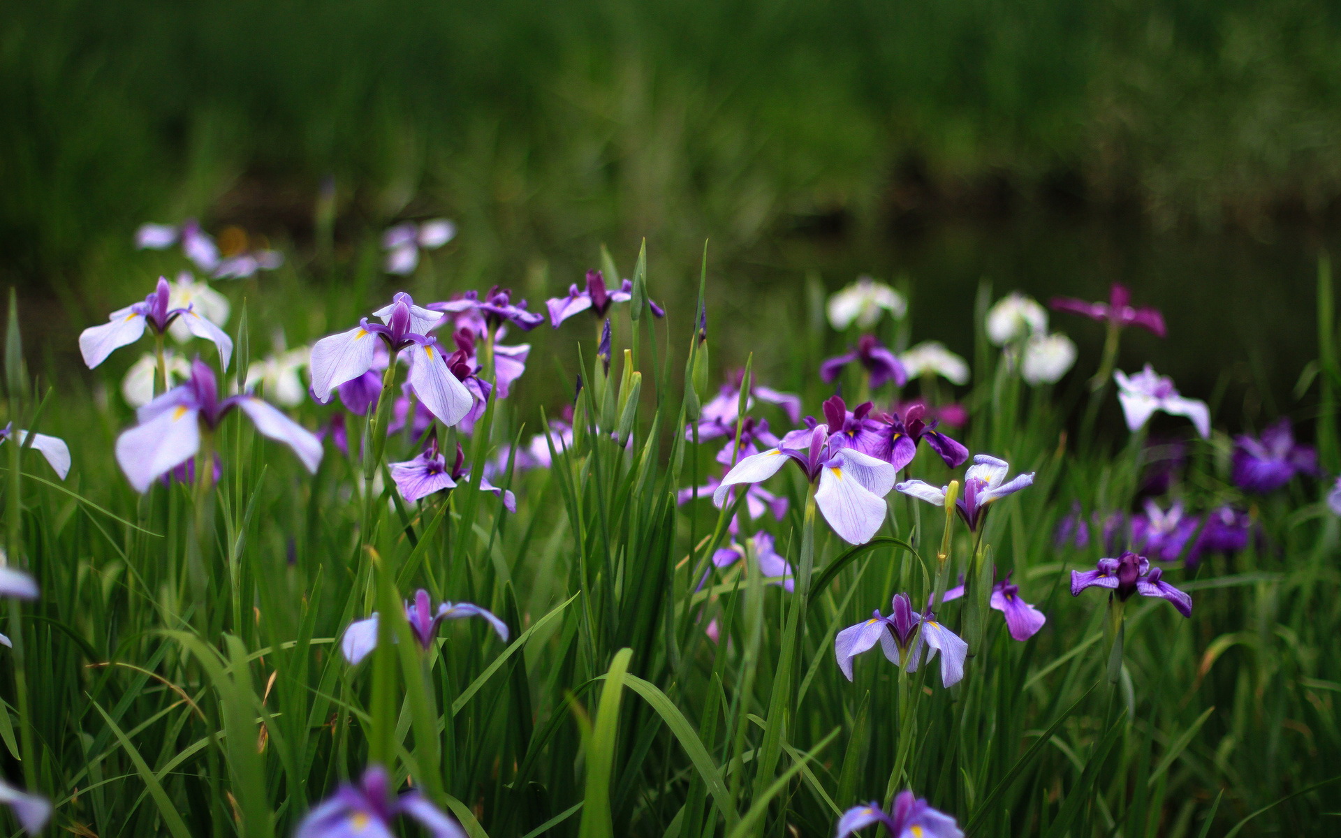 Earth Iris 1920x1200