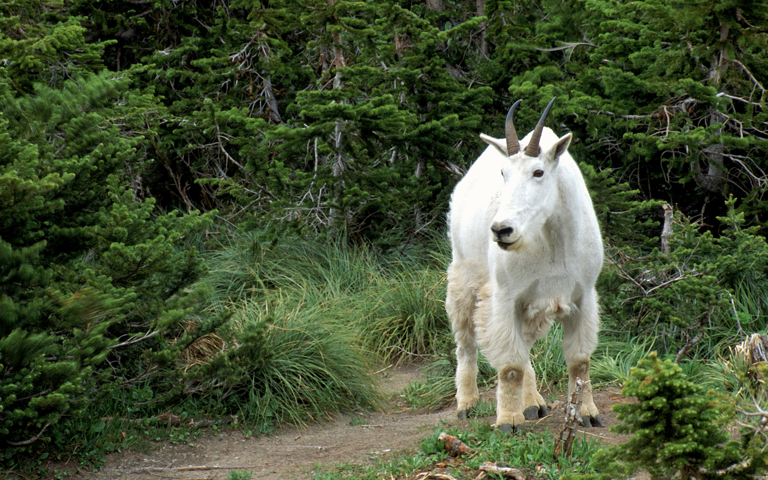 Animal Mountain Goat 2560x1600