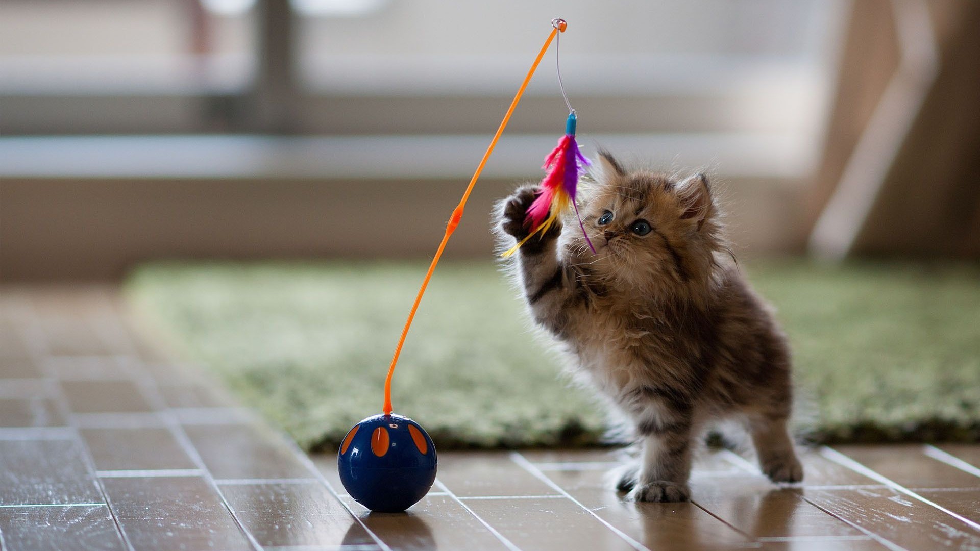 Nature Animals Baby Animals Cats Pet Kittens Playing Toys Indoors Carpets Depth Of Field Ben Torode  1920x1080