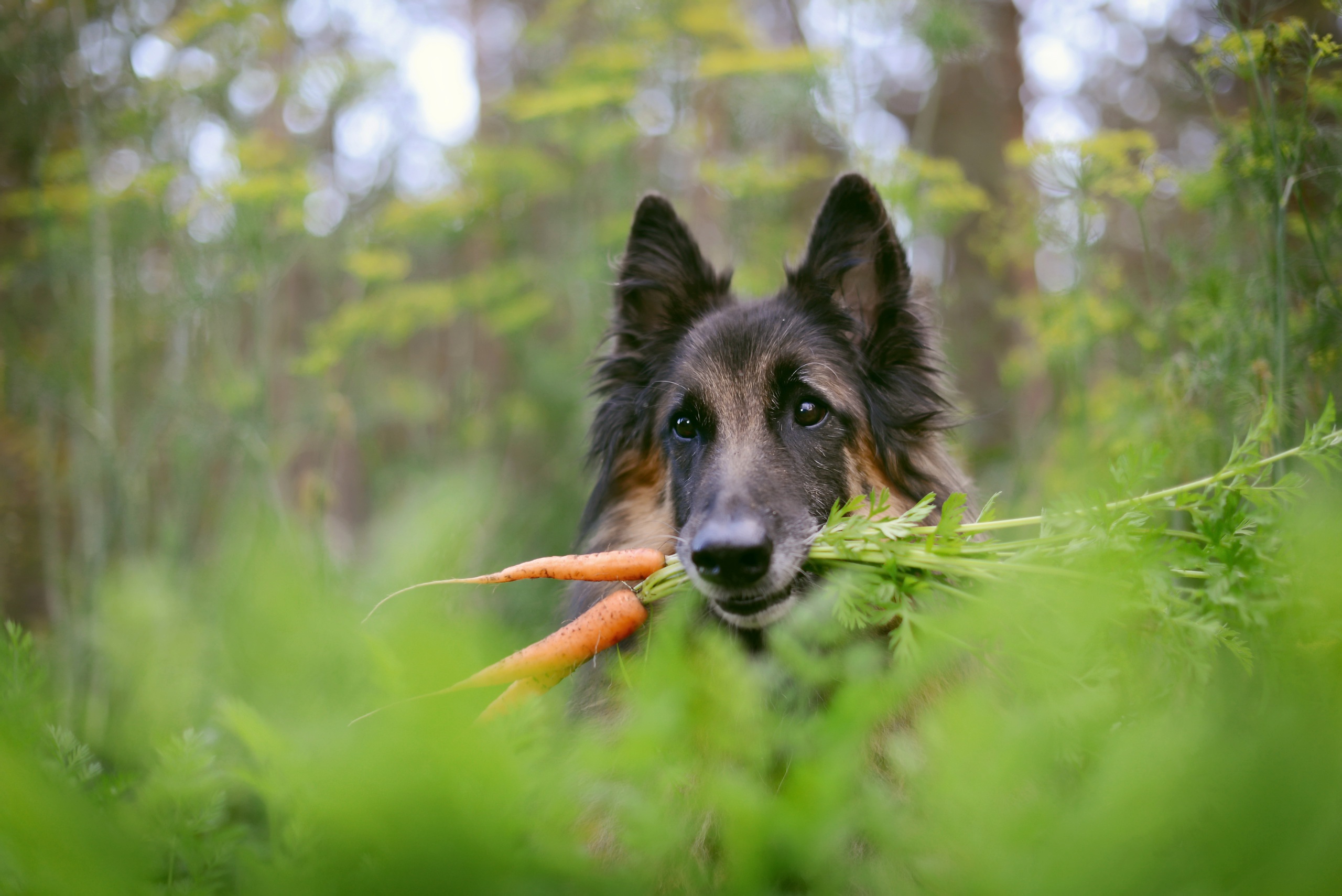 Carrot Dog Animals 2560x1709