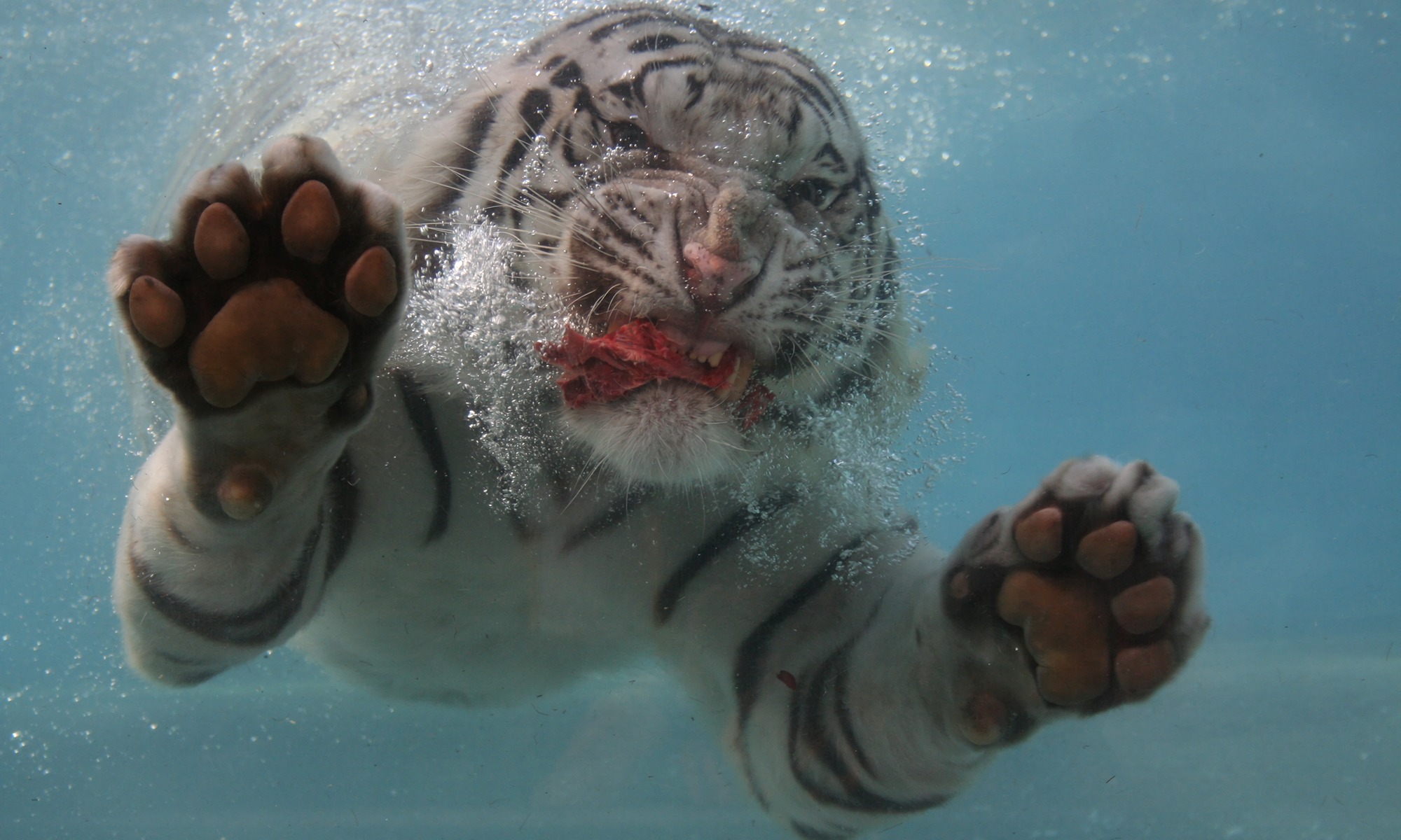 Big Cat Swimming Underwater Tiger Close Up Paw 2000x1200