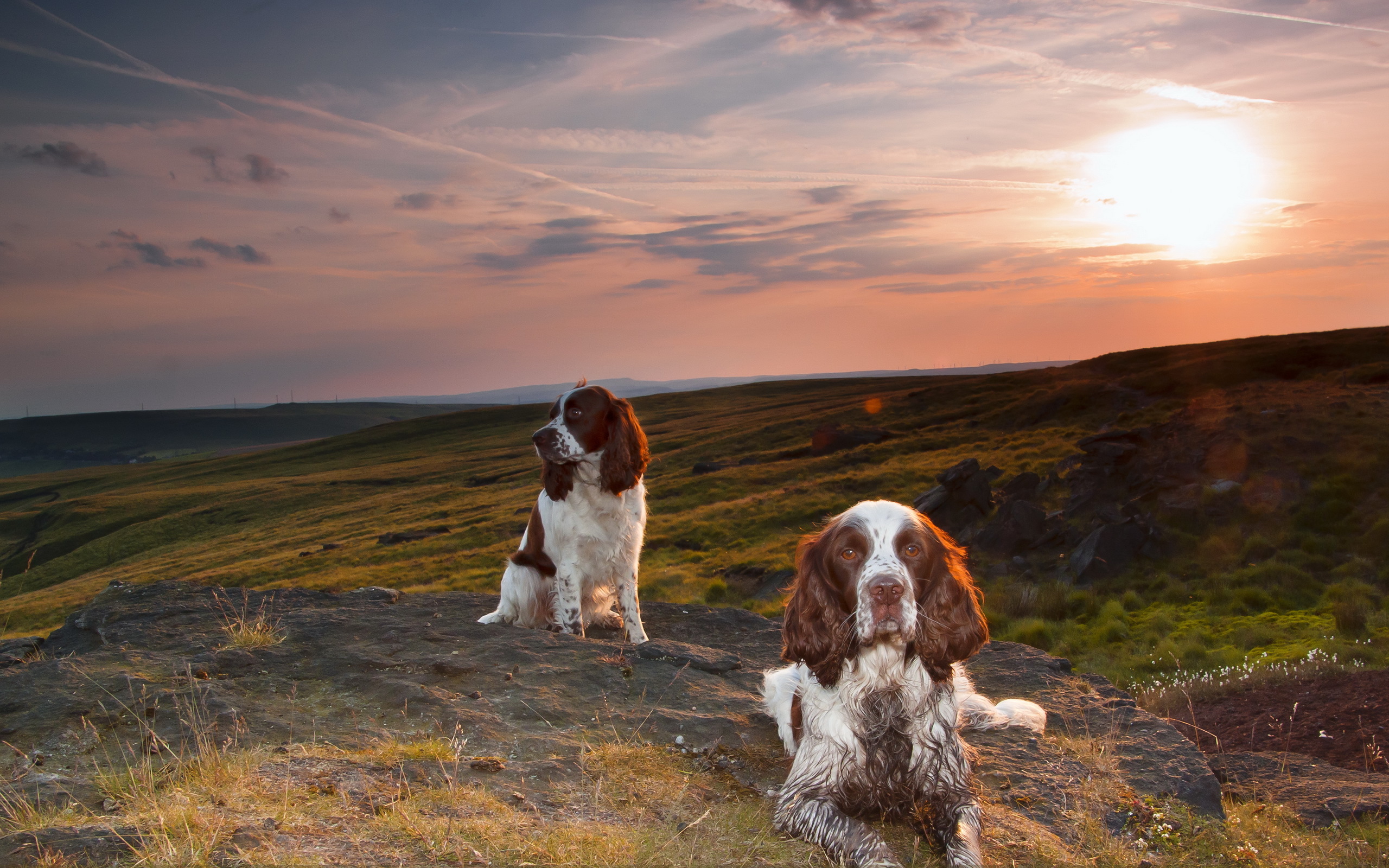 Dog Spaniel Landscape 2560x1600