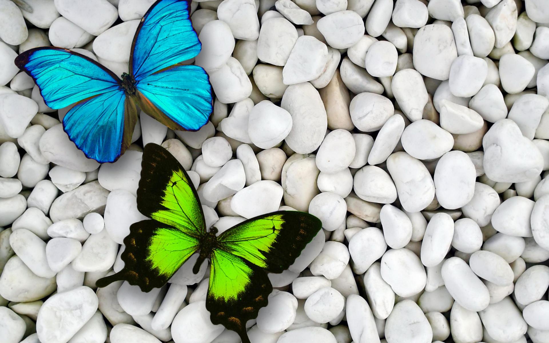 Artistic Butterfly Green Blue Pebbles Stone White 1920x1200