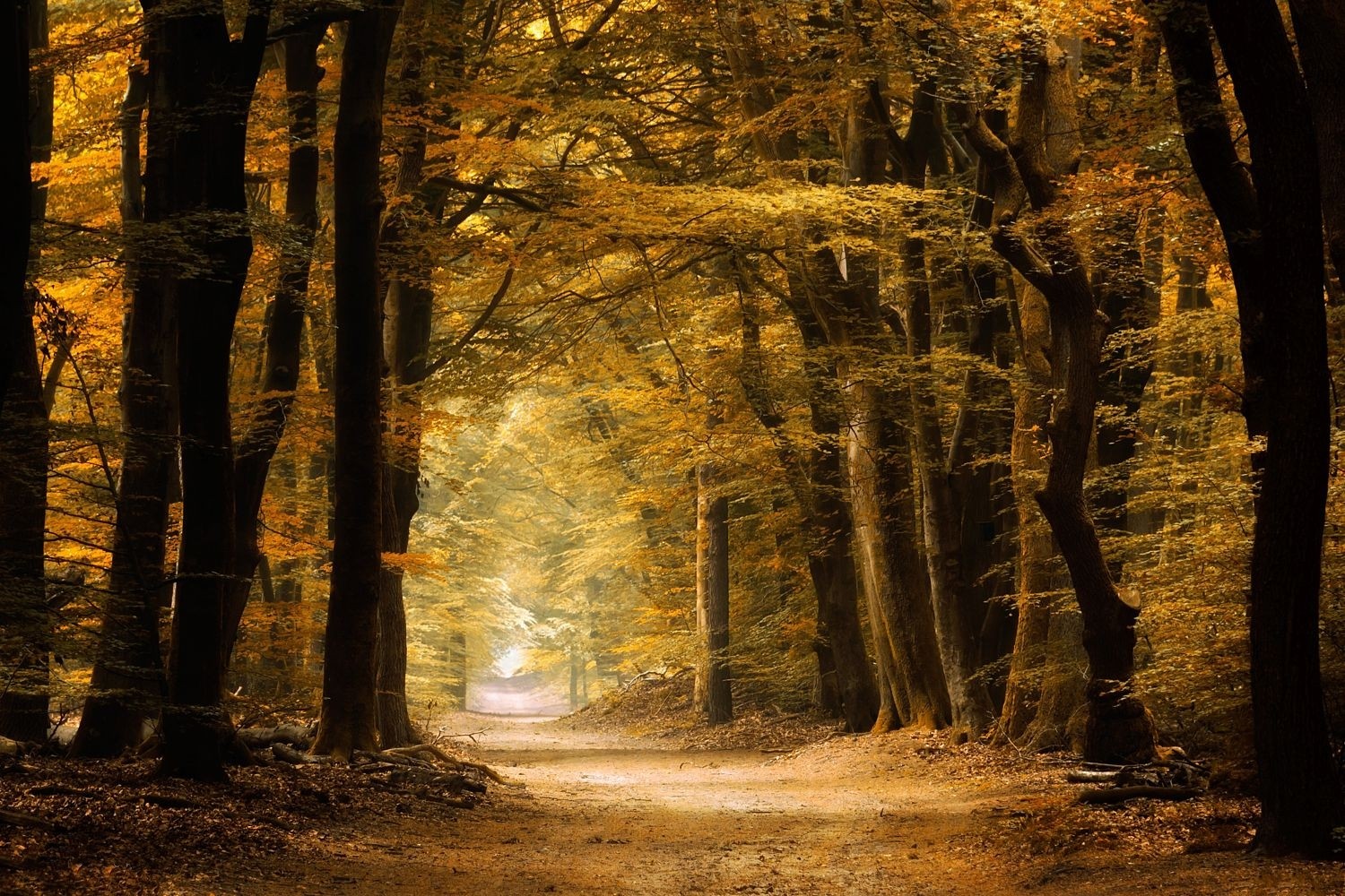 Nature Photography Landscape Path Forest Fall Yellow Dirt Road Trees Fairy Tale 1500x1000