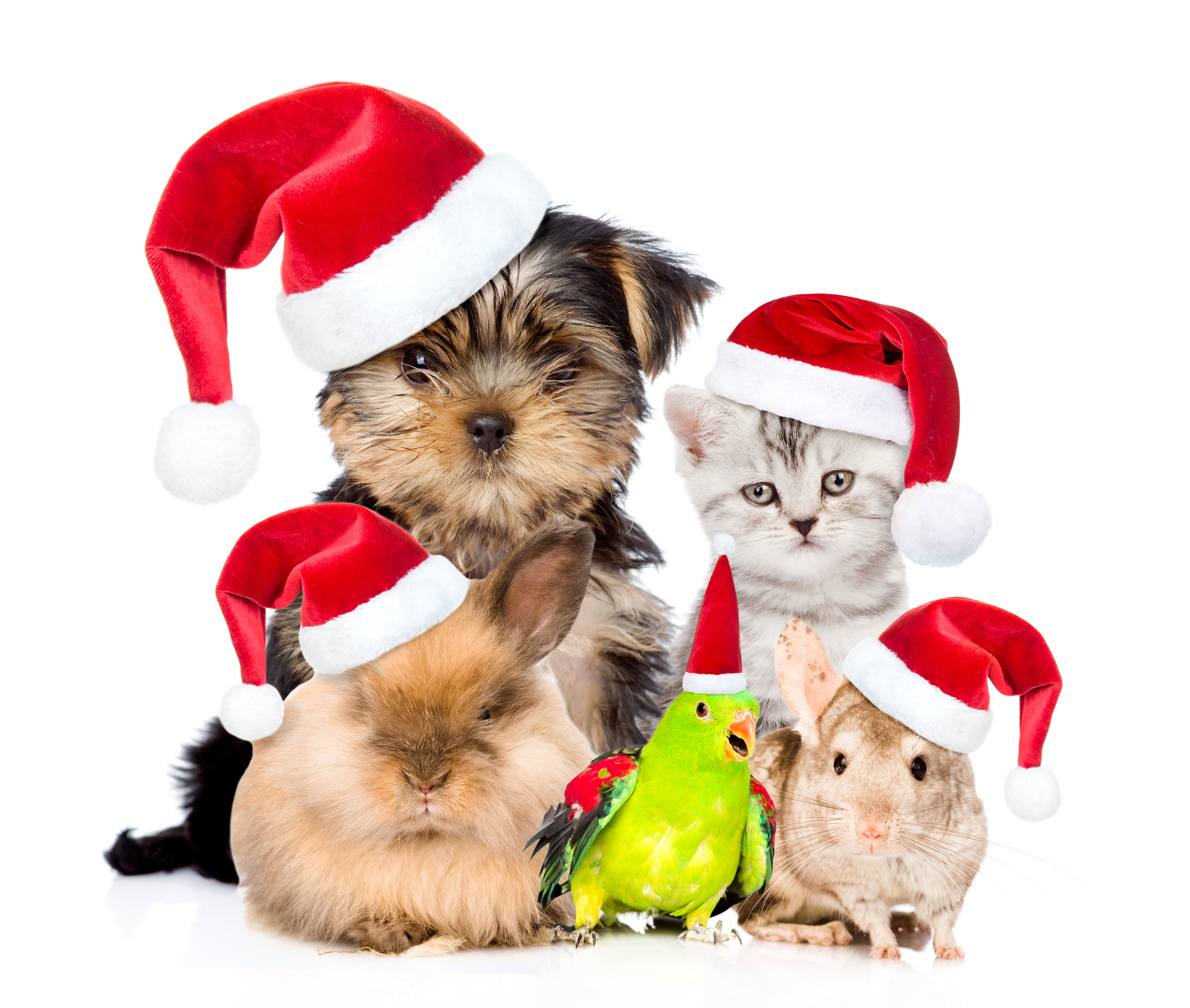 Holiday Christmas Pet Puppy Kitten Hamster Guinea Pig Parrot Santa Hat Bird 4200x3560
