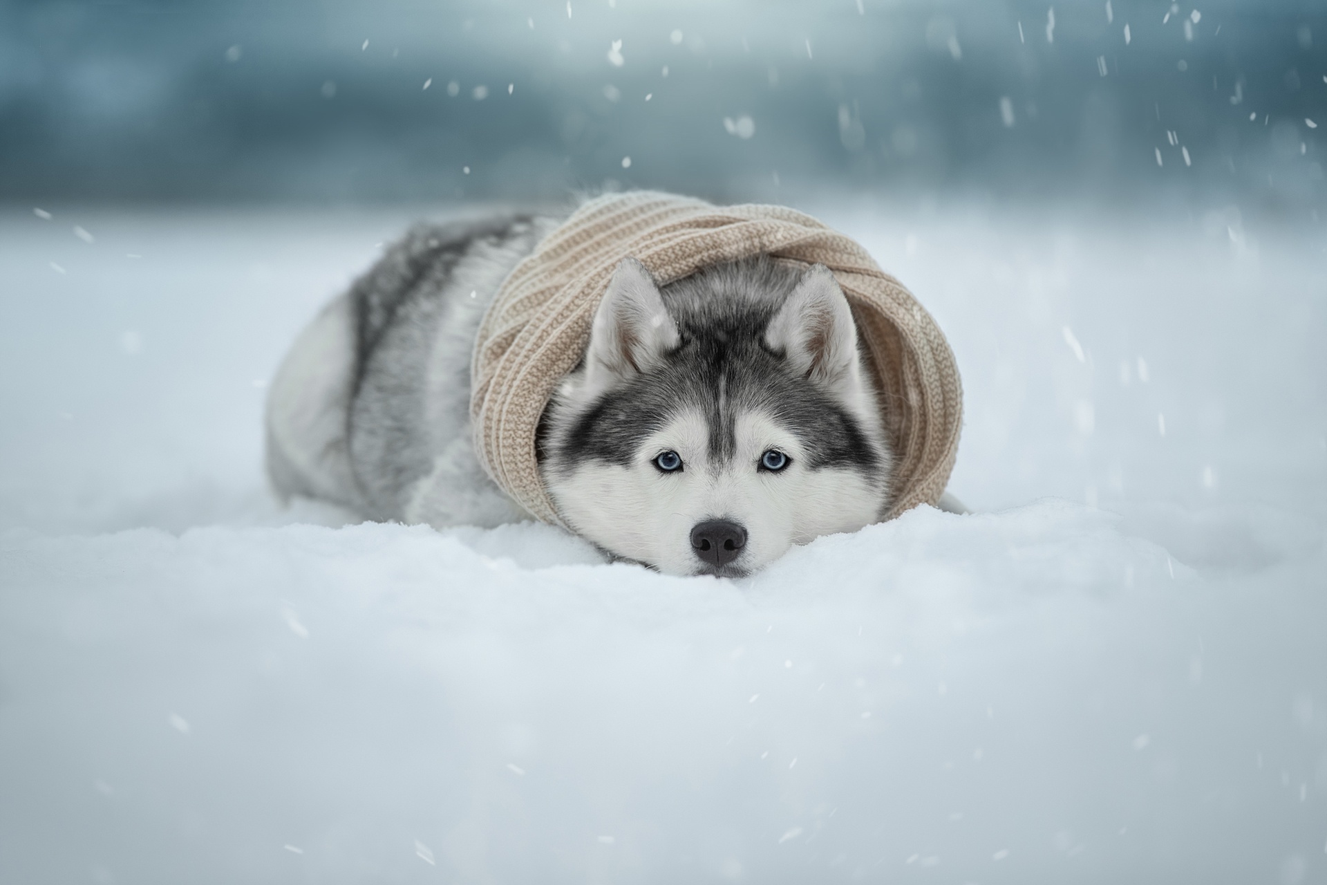 Dog Winter Cold Snow Animals Good Boy 1920x1280