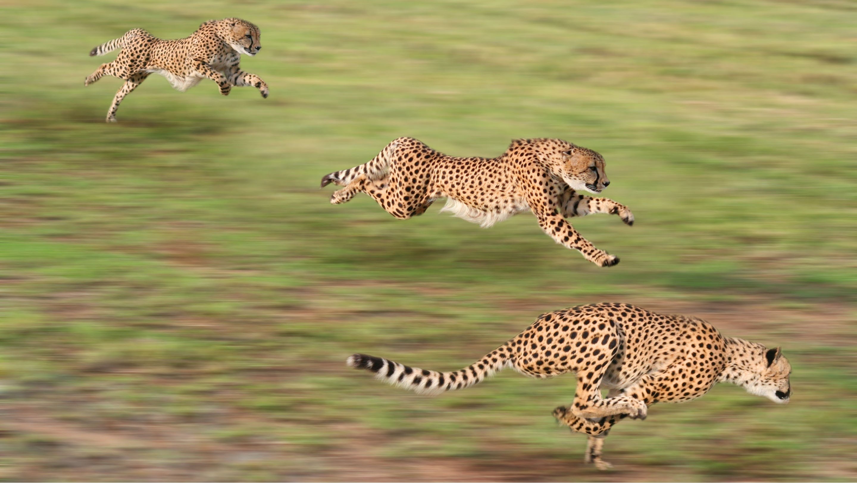 Animals Cheetahs Running Motion Blur 2880x1624