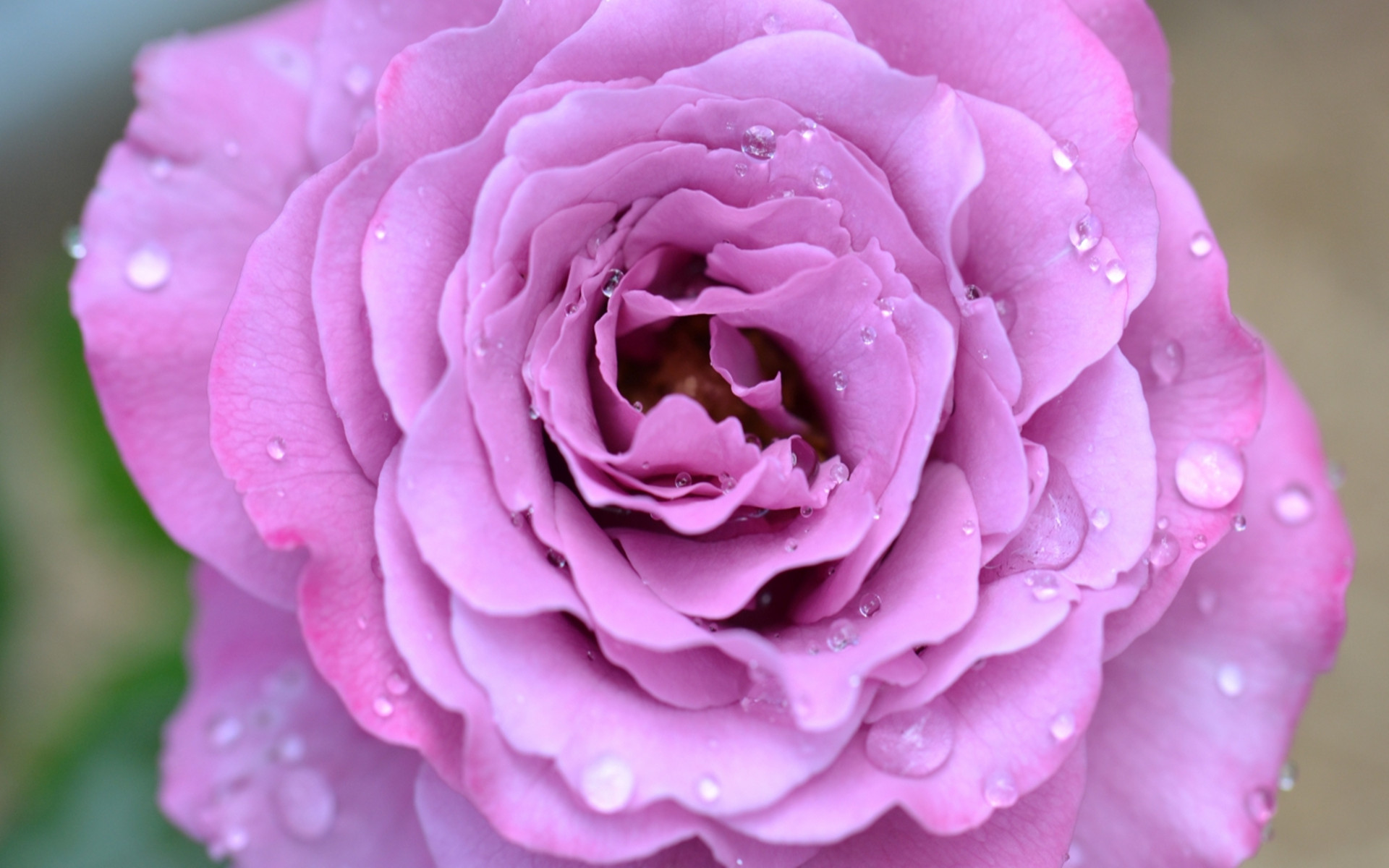 Rose Close Up Nature Pink Flower Dew Drop 1920x1200