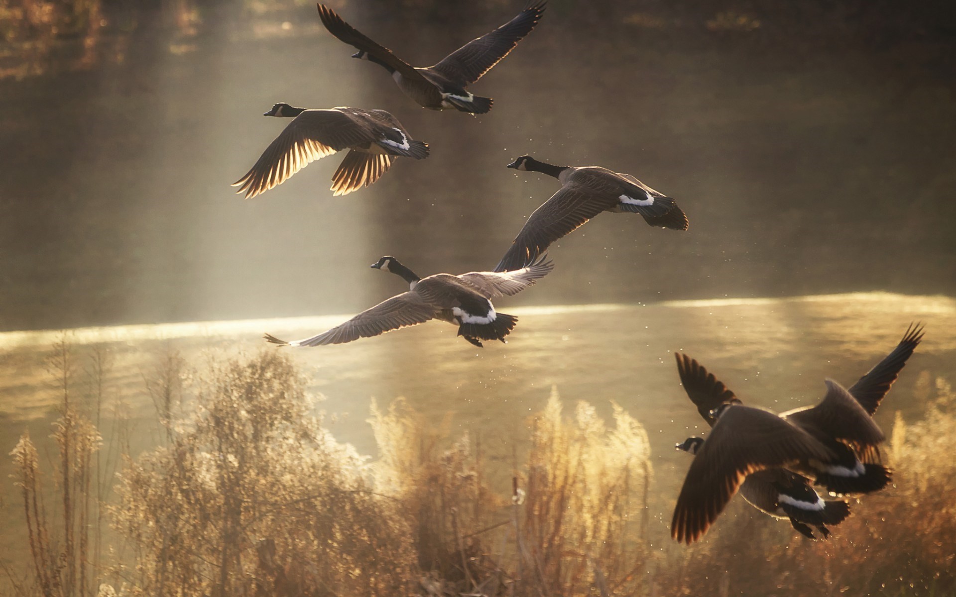Wildlife Sunlight Flying Geese Birds 1920x1200
