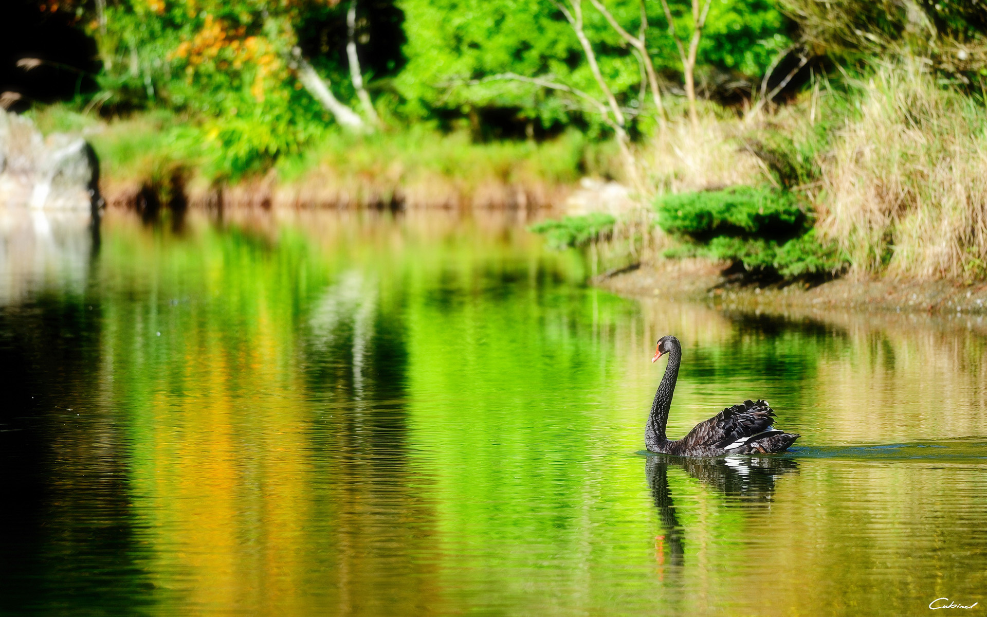 Animal Black Swan 1920x1200