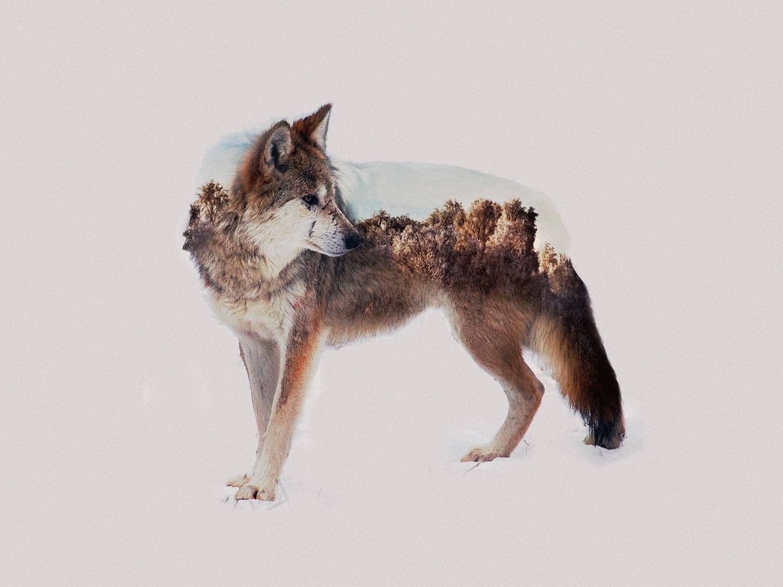 Wolf Animals Photo Manipulation Double Exposure 1600x1200