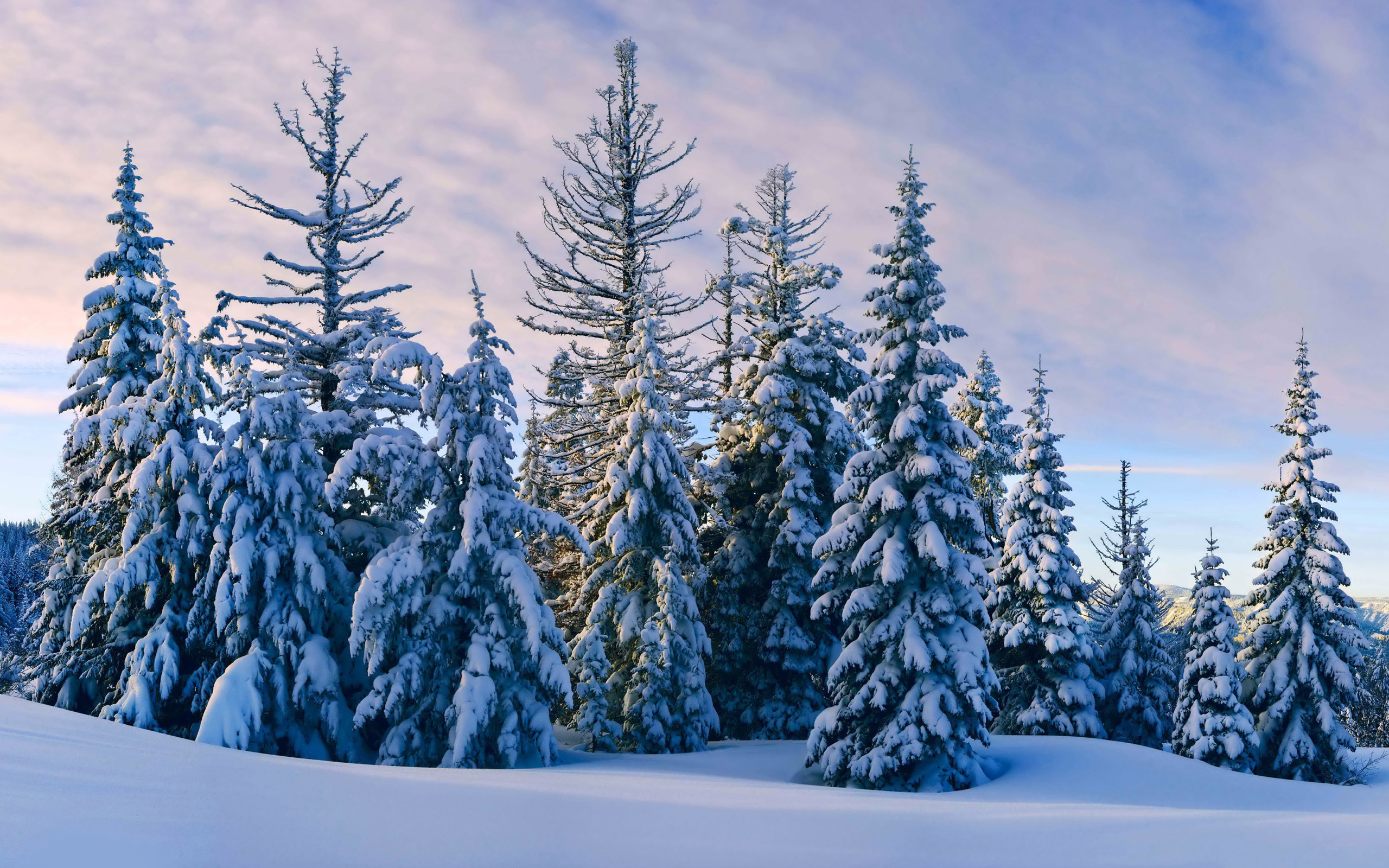 Earth Winter Tree Snow Forest Pine 2560x1600