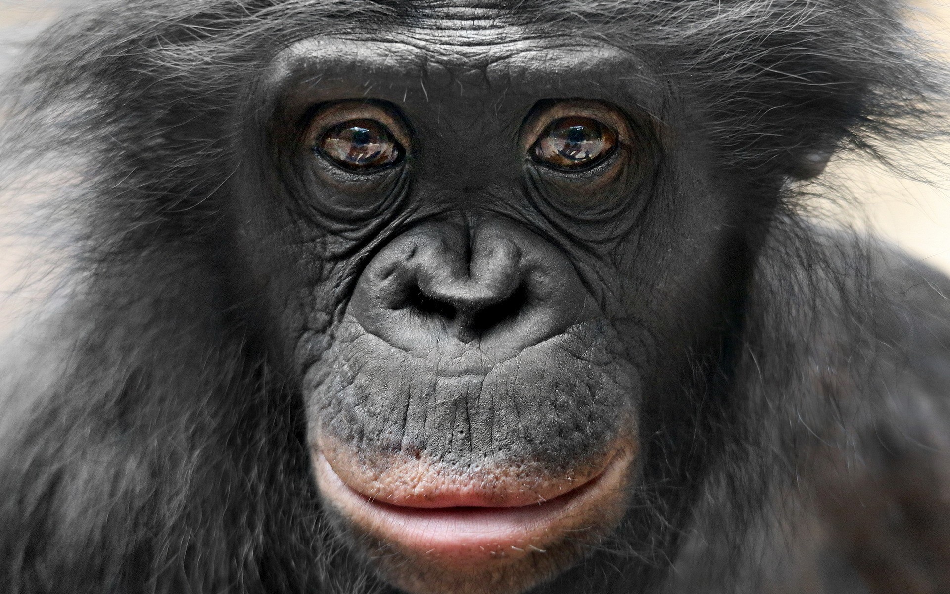 Apes Animals Face Chimpanzees Portrait Brown Eyes Black Hair 1920x1200