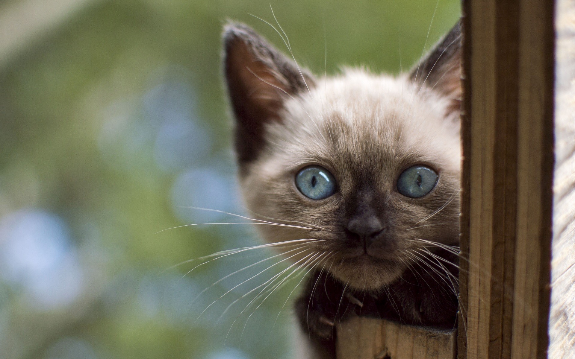 Cats Animals Siamese Cats Blue Eyes Kittens 1920x1200