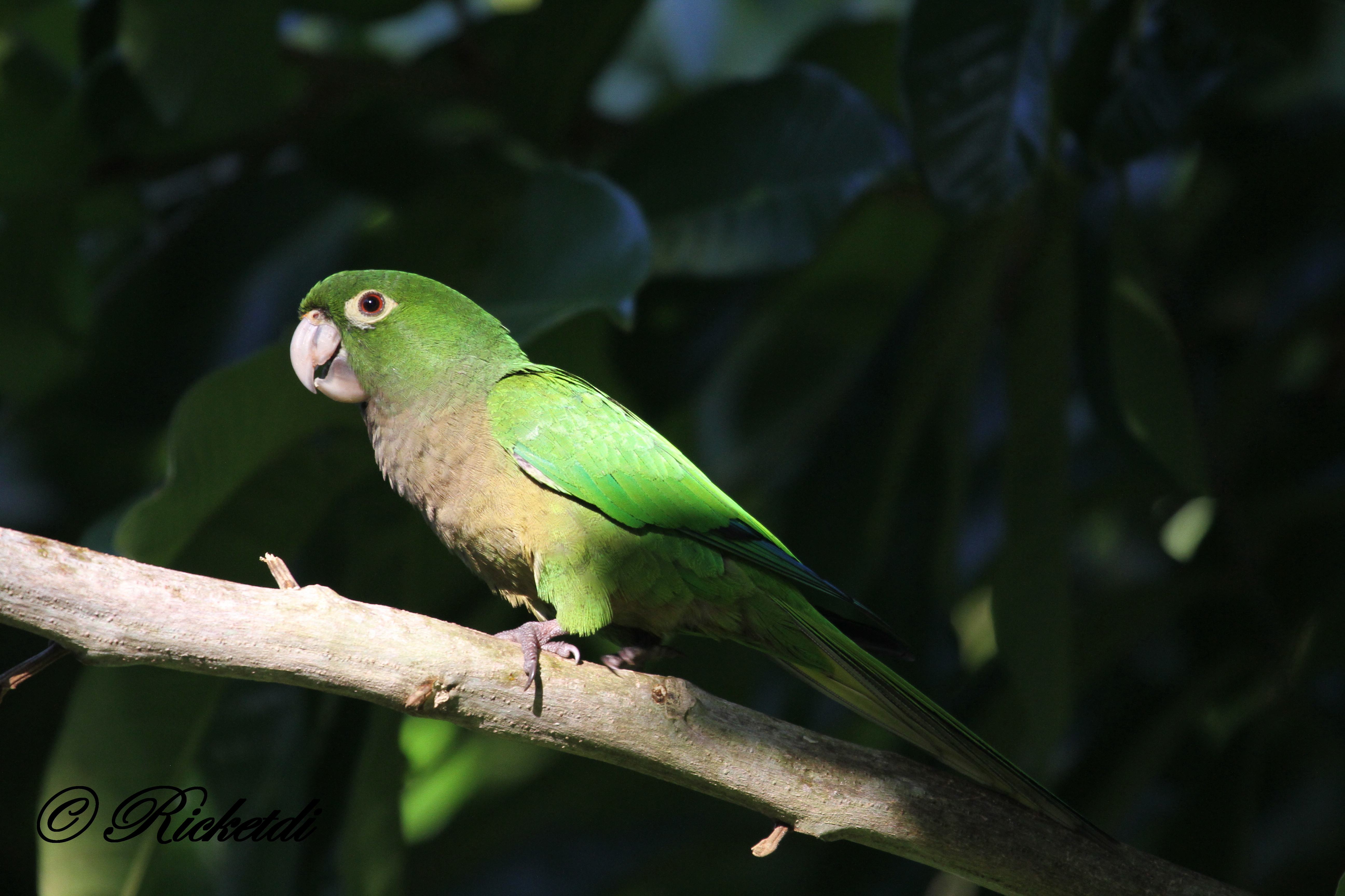 Olive Throated Parakeet Parrot Bird Parakeet 5184x3456