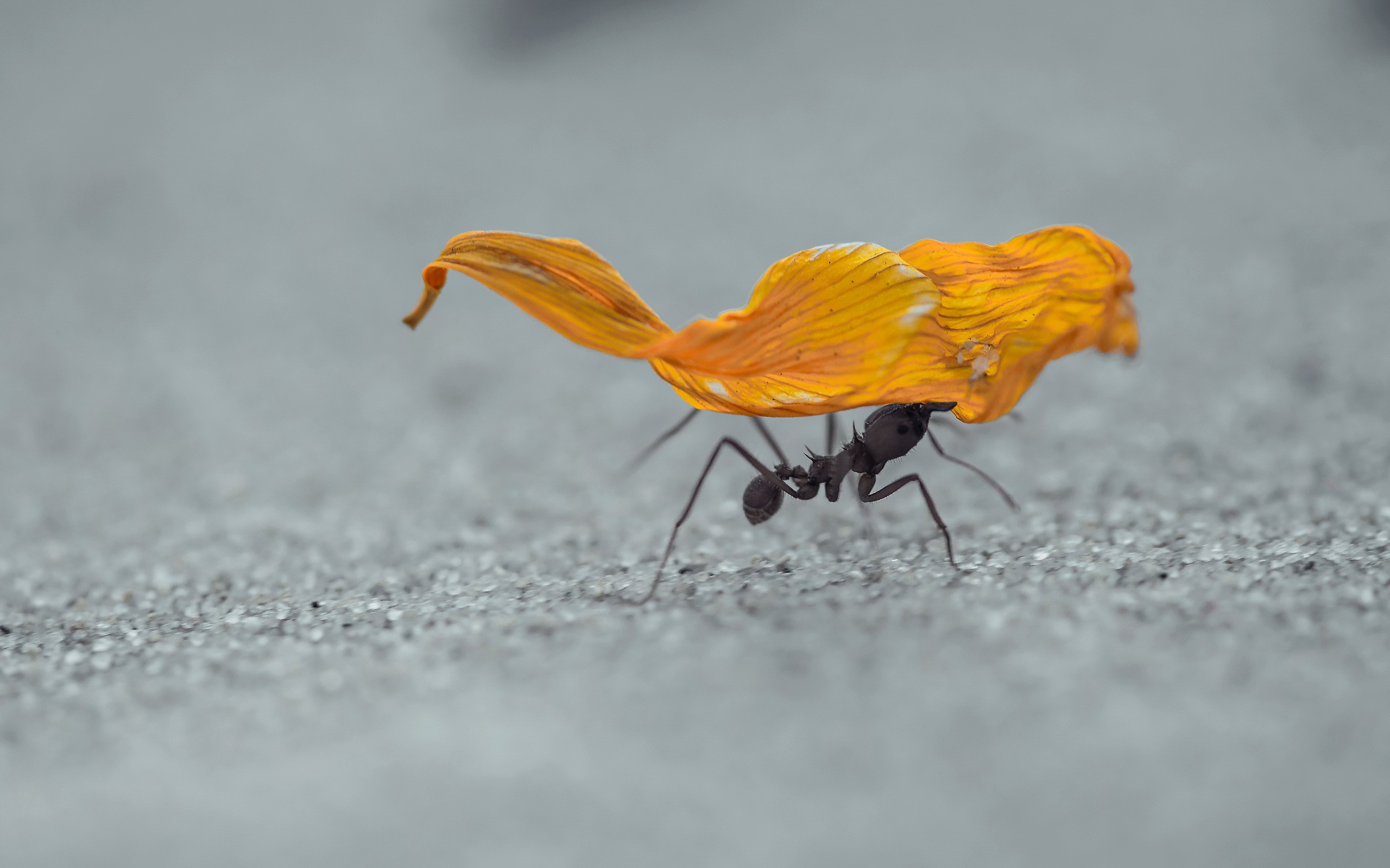 Macro Ants Sand Hymenoptera Insect 2560x1600