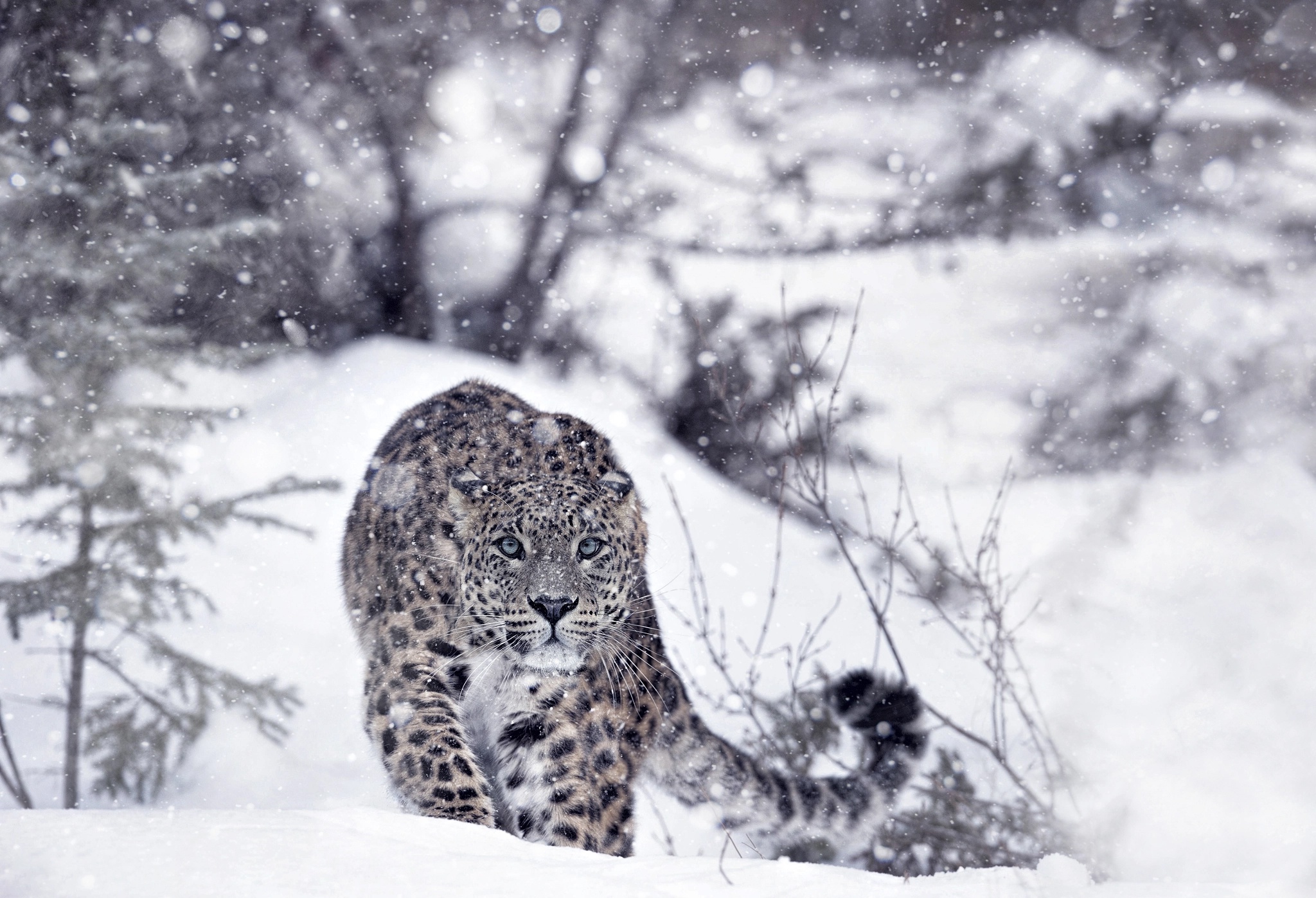 Snow Leopards Winter Snow Animals 2048x1397