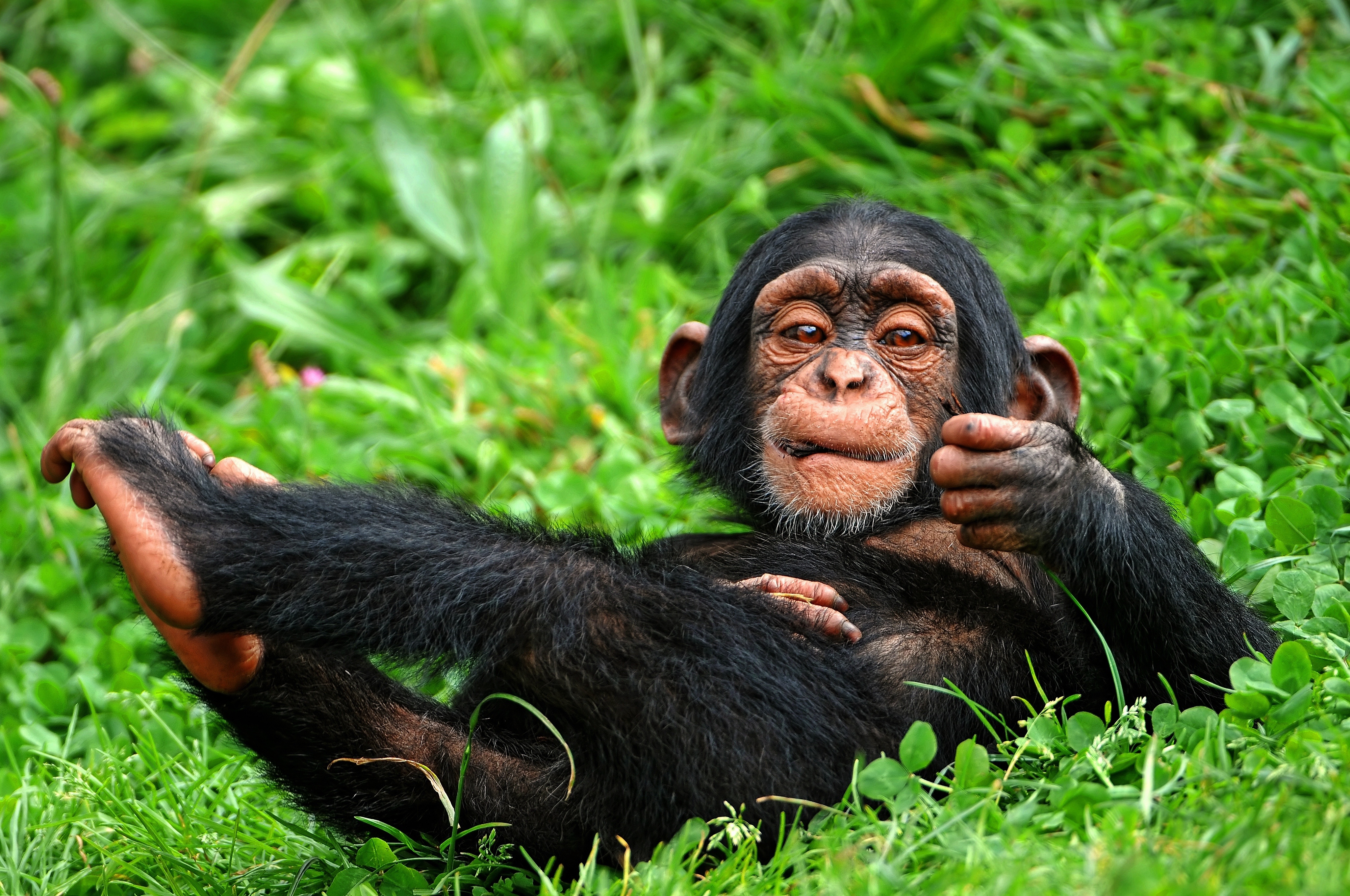 Animal Chimpanzee Funny Baby Animal Smile 4103x2725