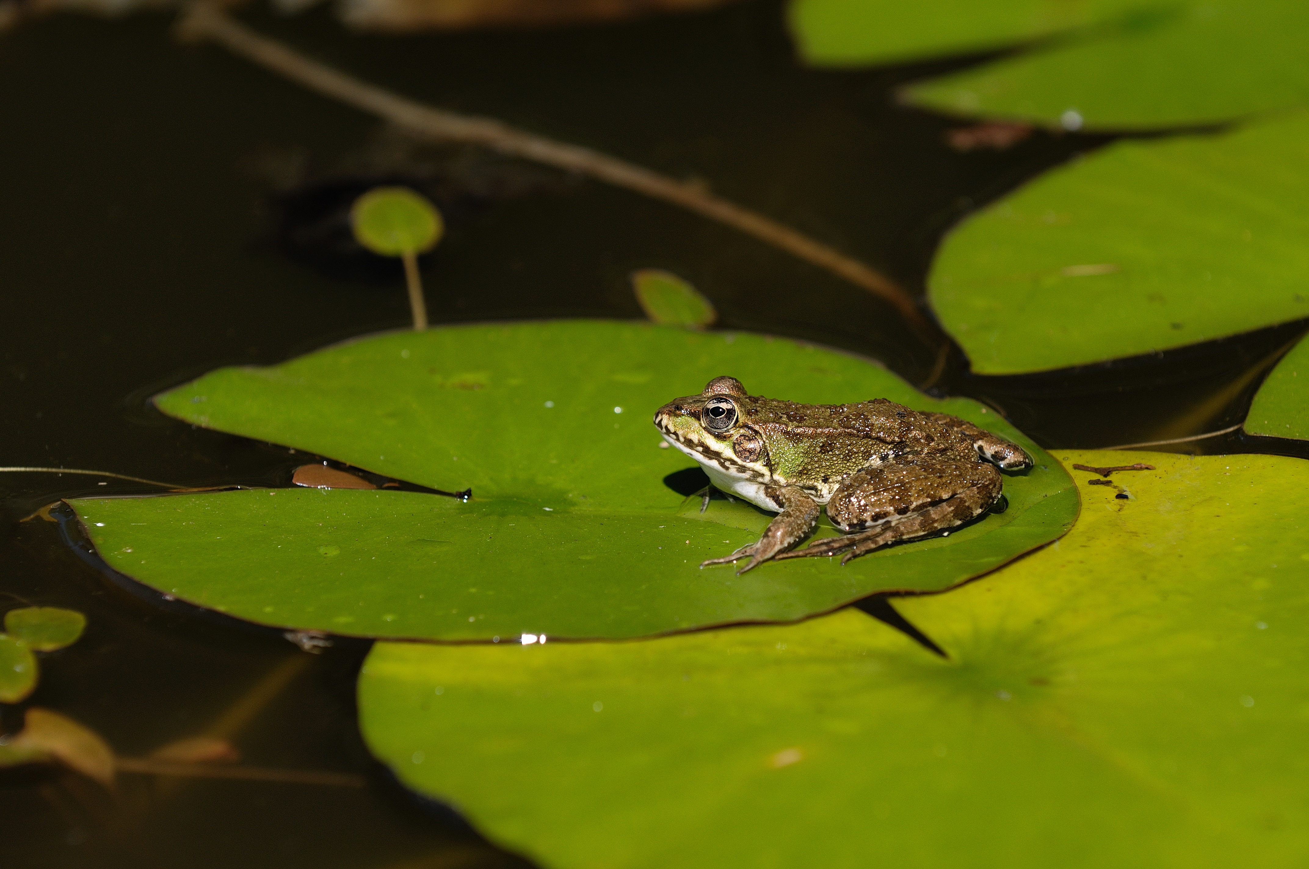 Frog Animal Lily Pad 4288x2848