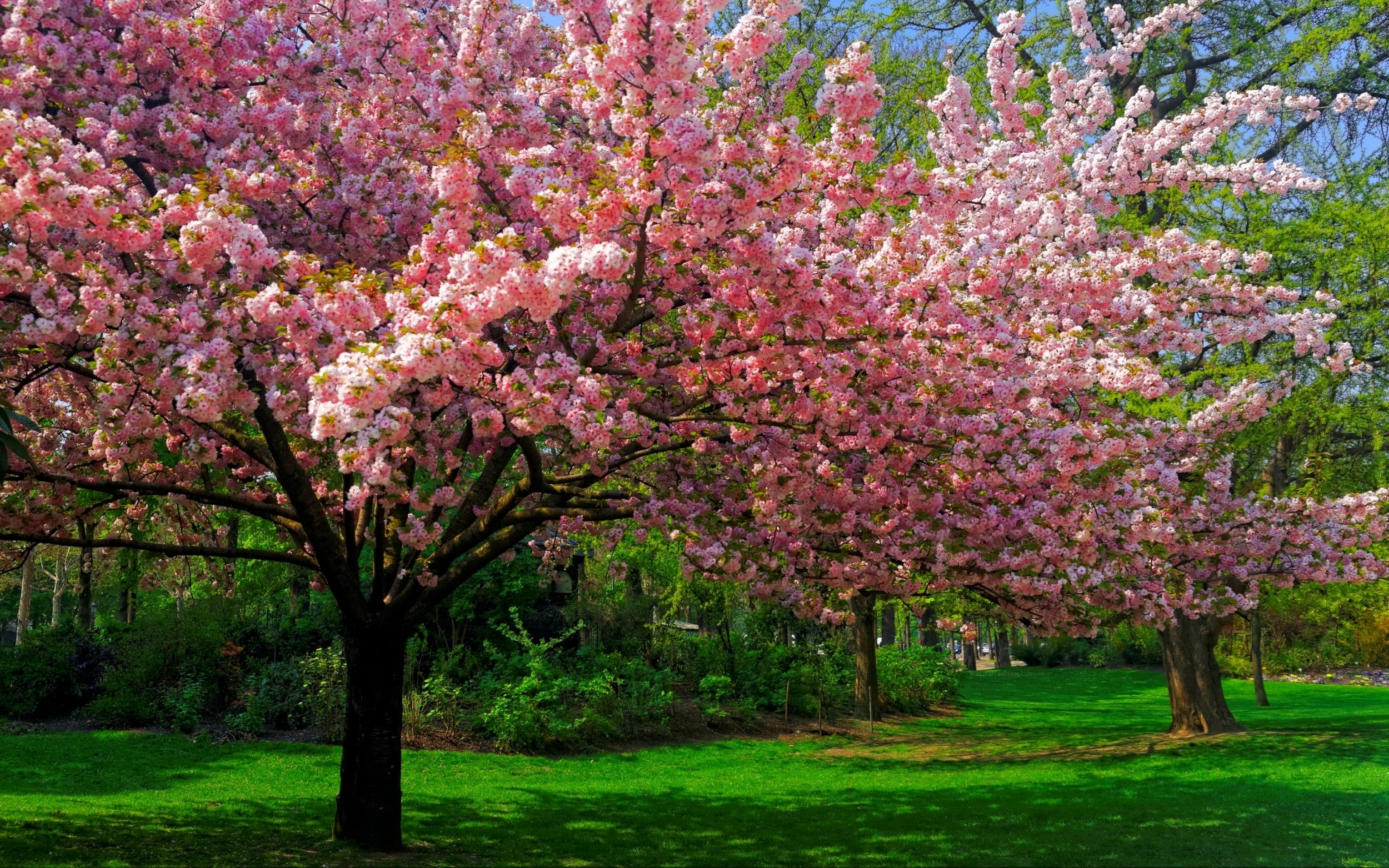 Landscape Nature Cherry Blossom Trees Lawns Park Flowers Spring Pink Green 2500x1563