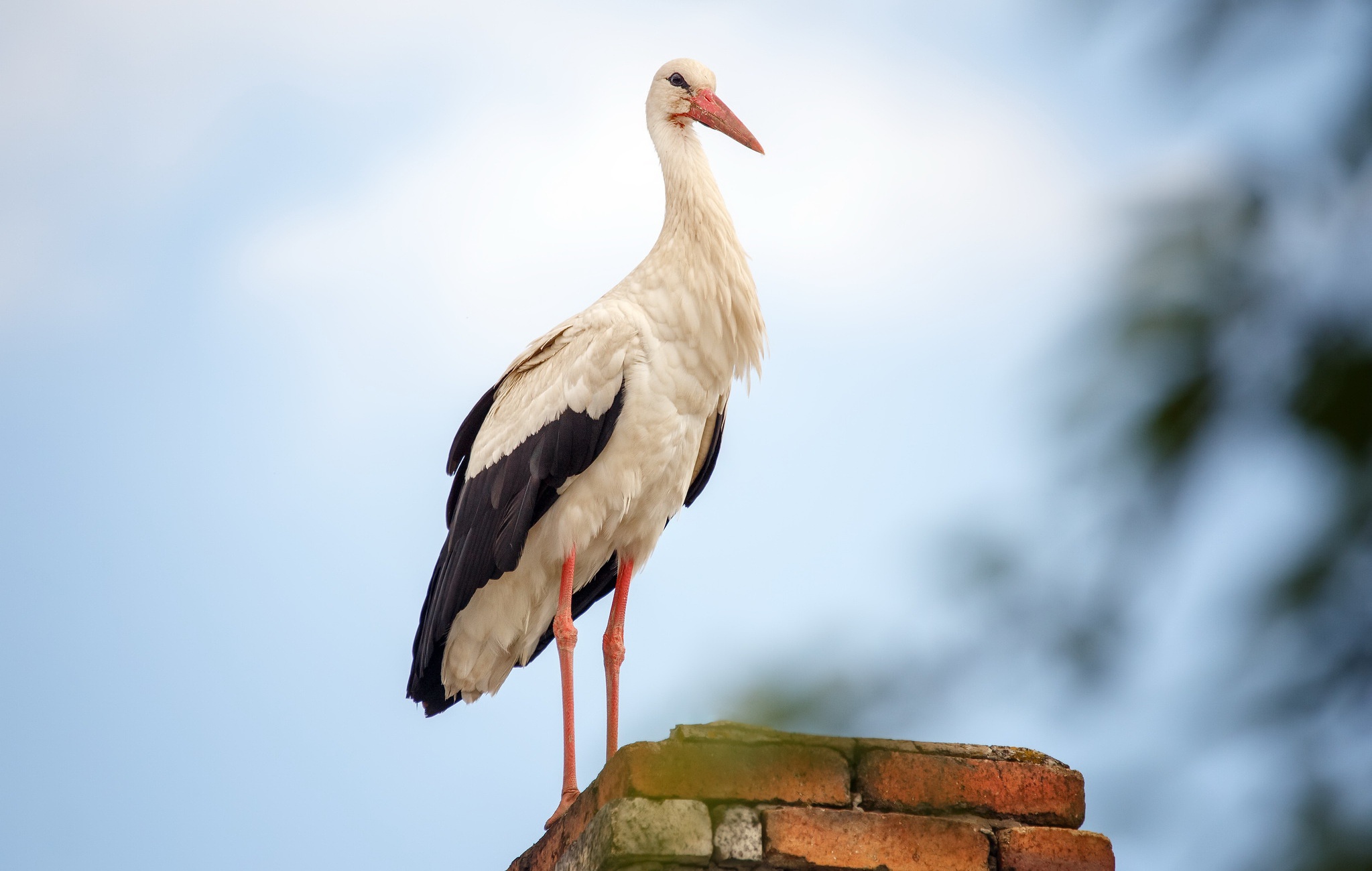 Stork Animals Birds 2047x1300