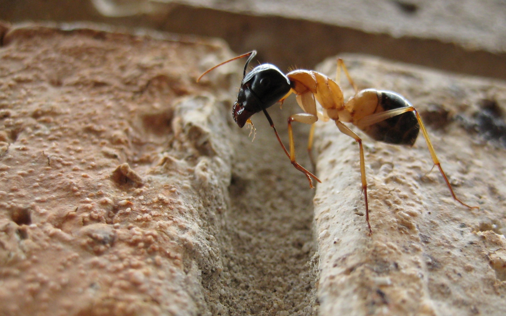 Ants Macro Insect Rock Camponotus Animals 1920x1200