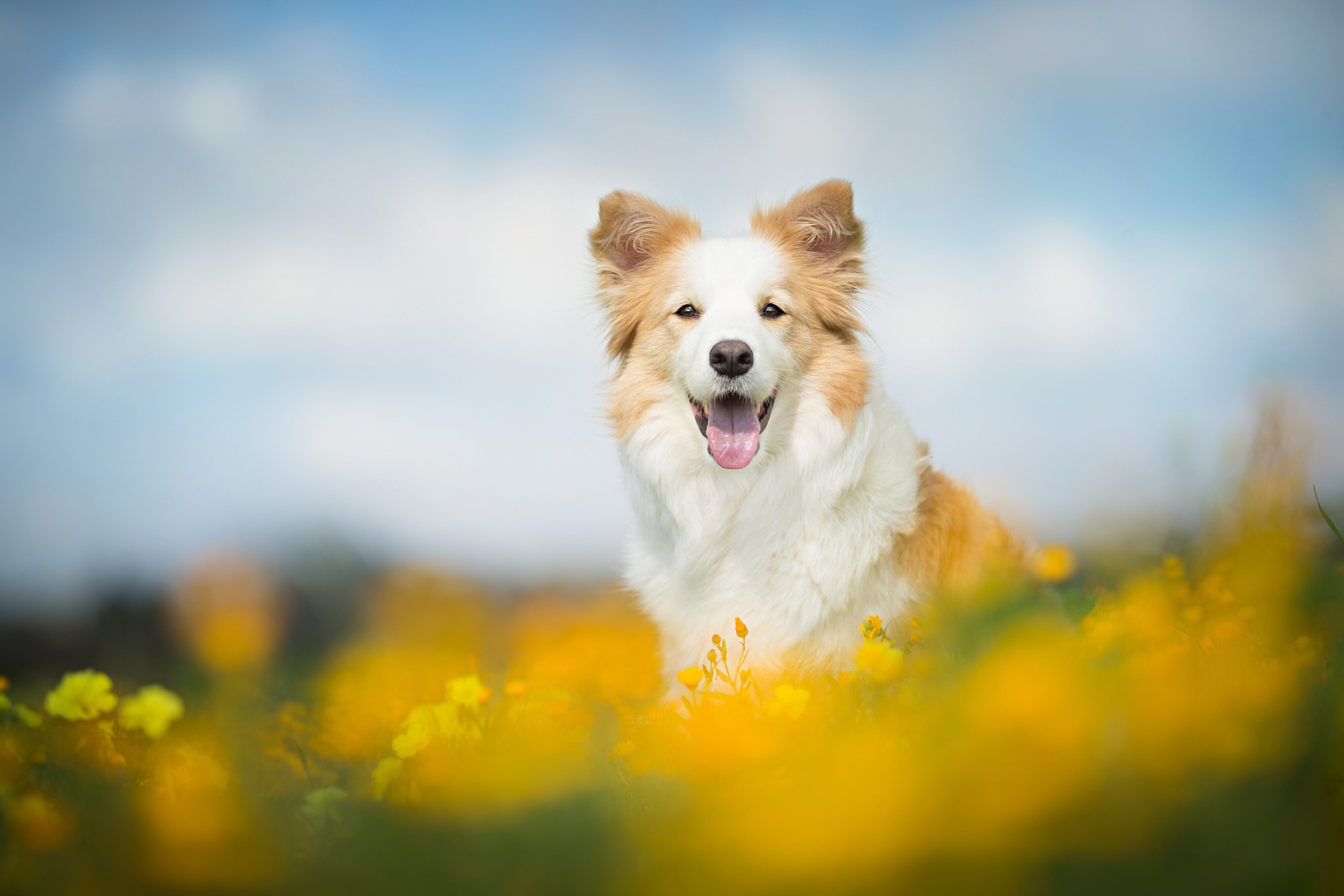 Animals Dog Collie 2048x1365