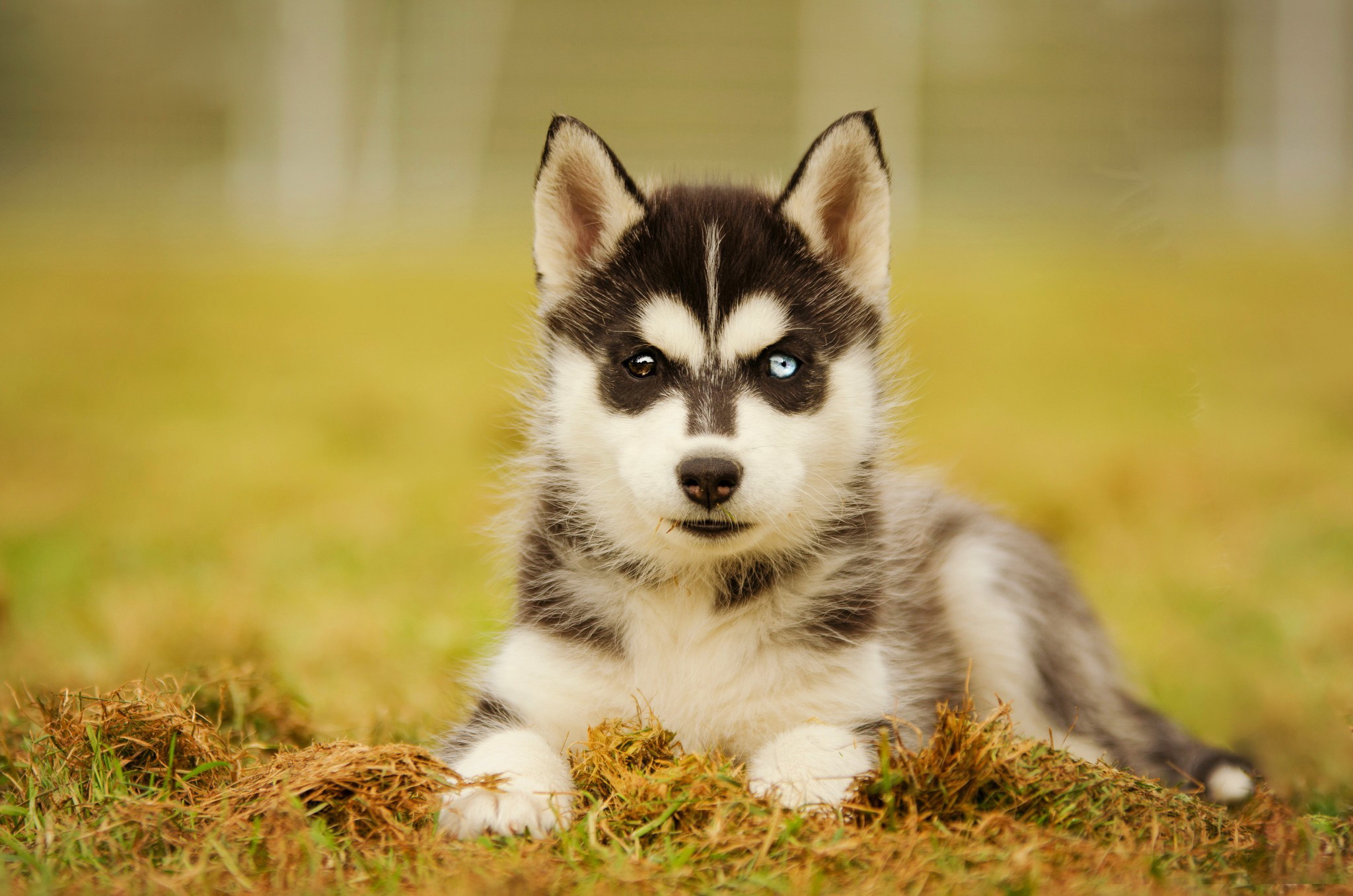 Siberian Husky Puppy Baby Animal Dog 2048x1356