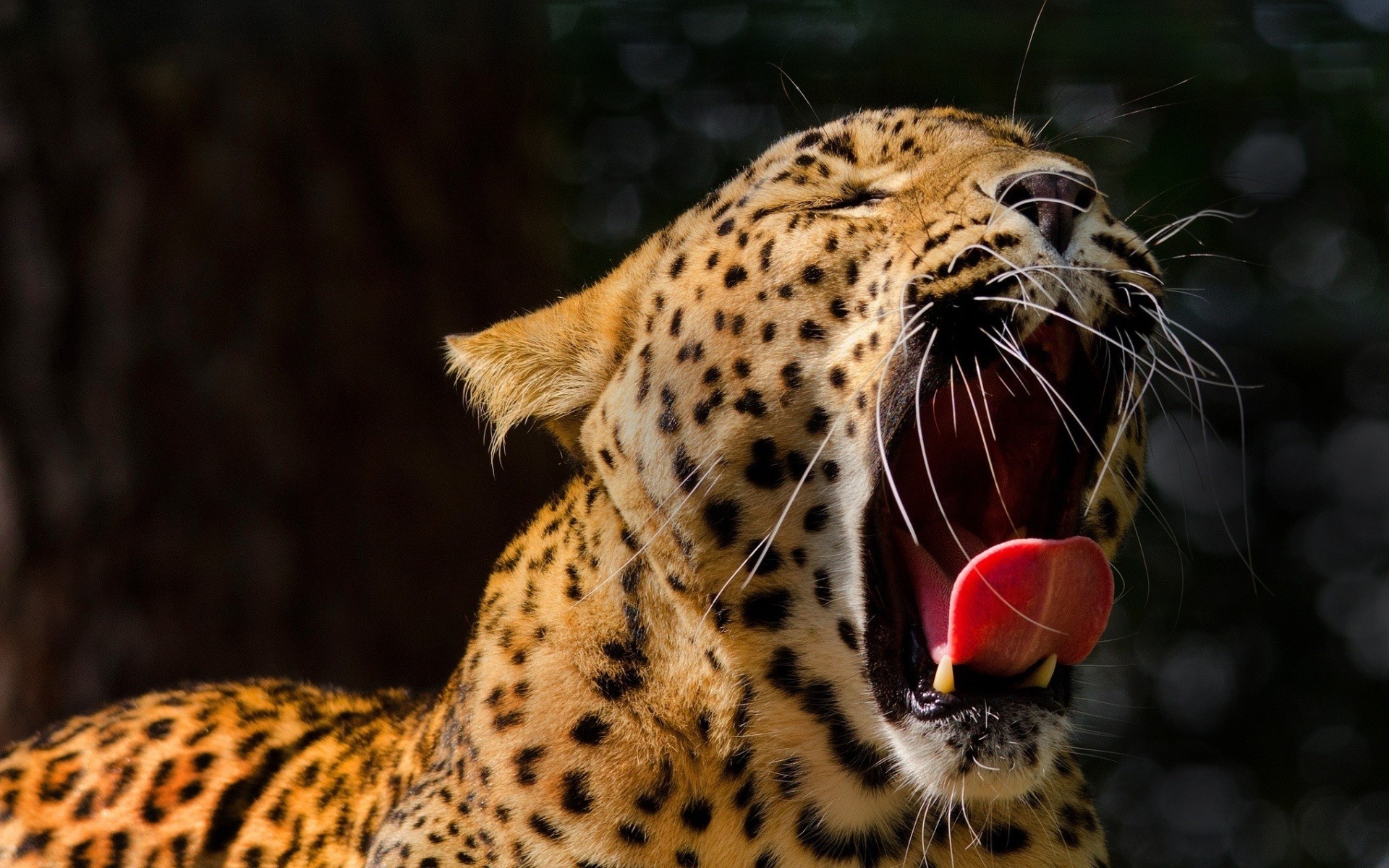 Animals Leopard Open Mouth Yawning Leopard Animal 1920x1200