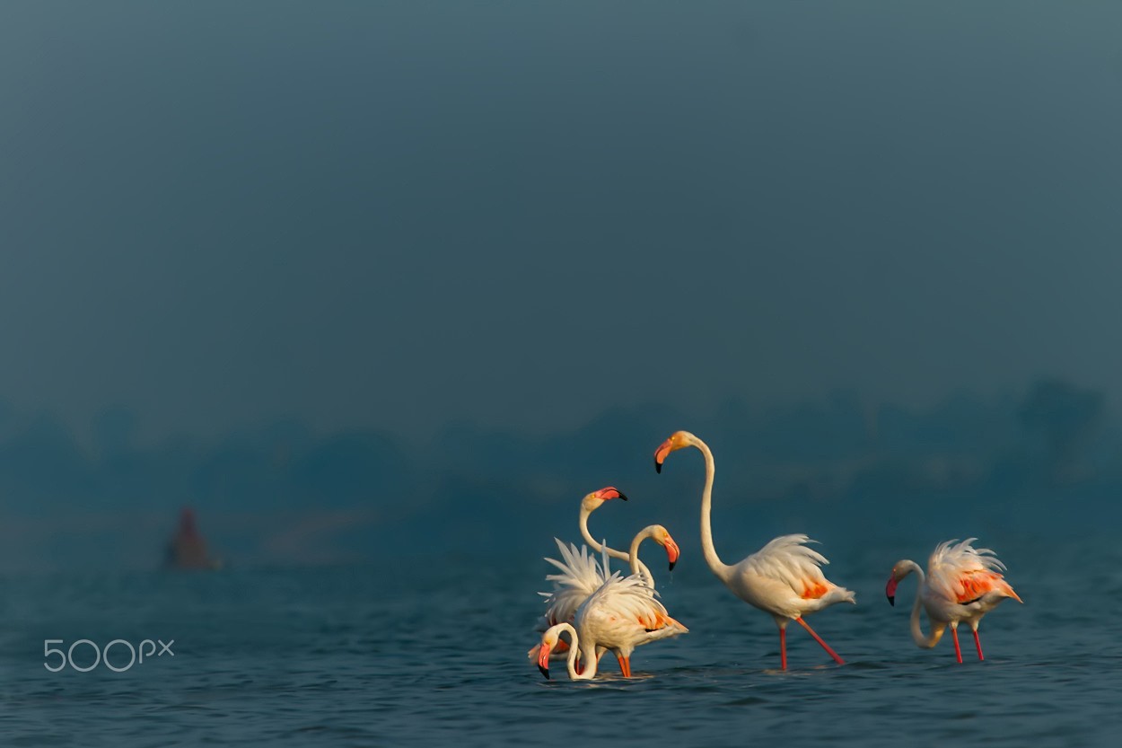 Flamingos 1250x833