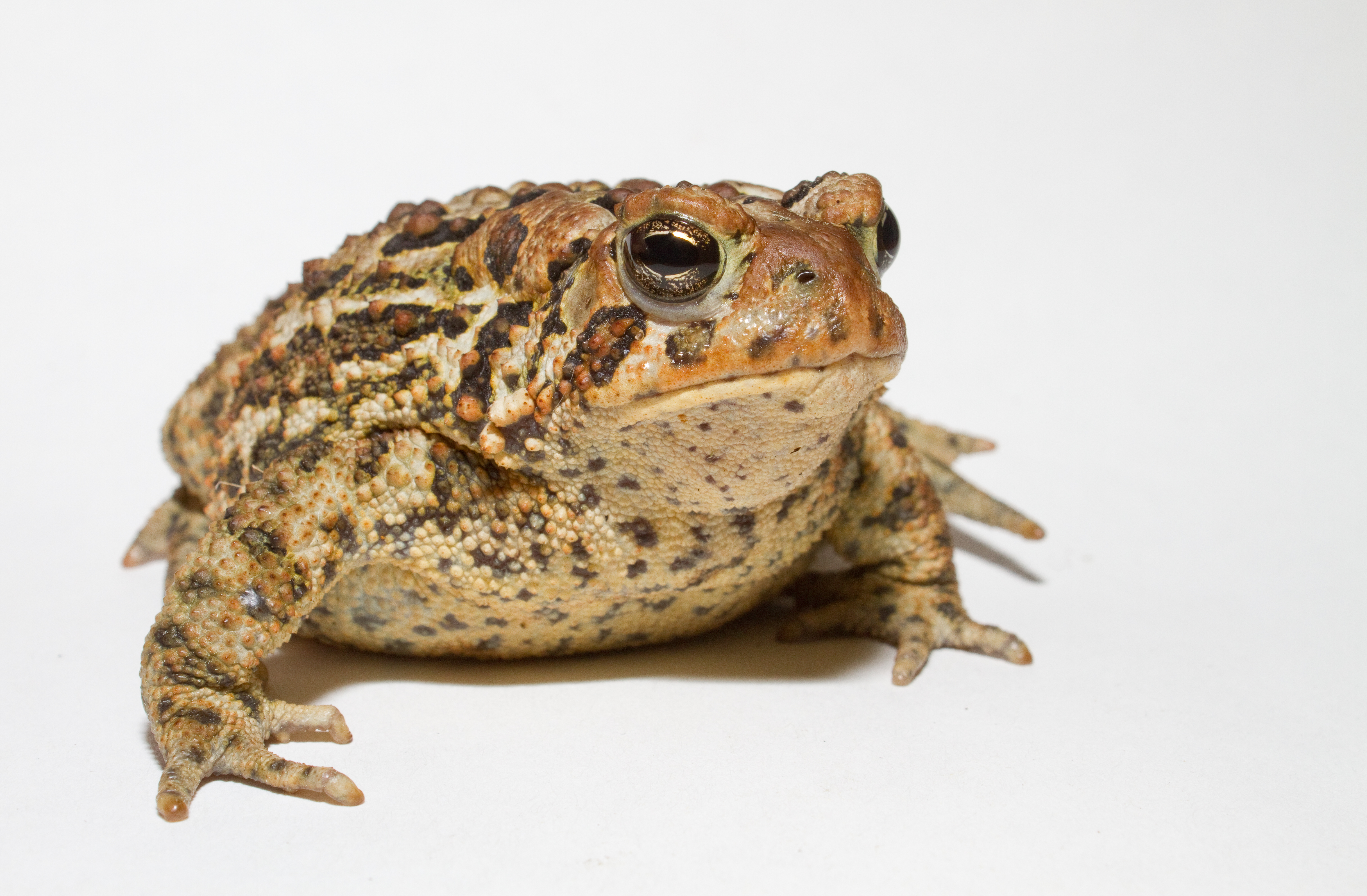 Animal Toad 4865x3191