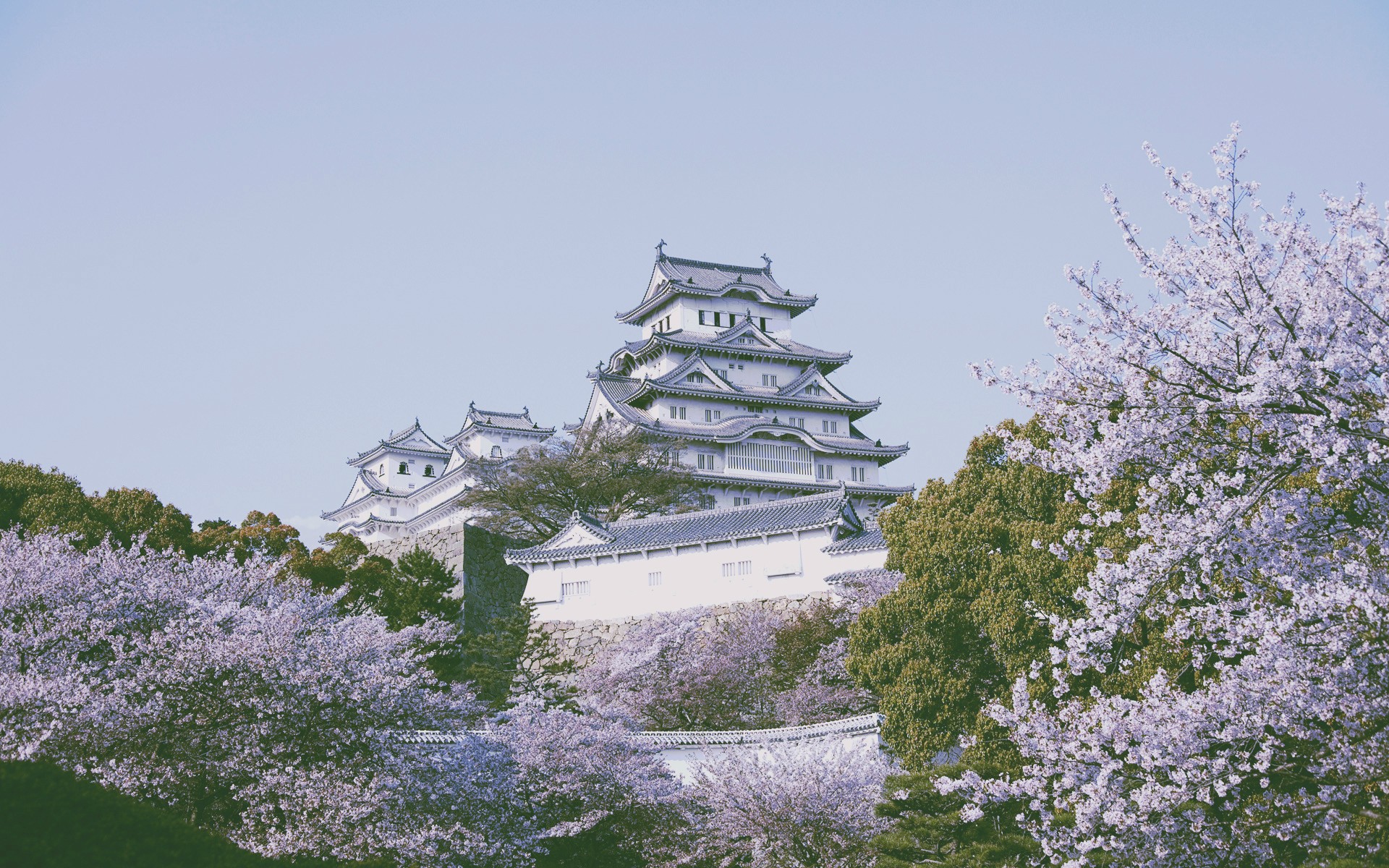Himeji Castle Pagoda Asian Architecture Blossoms 1920x1200