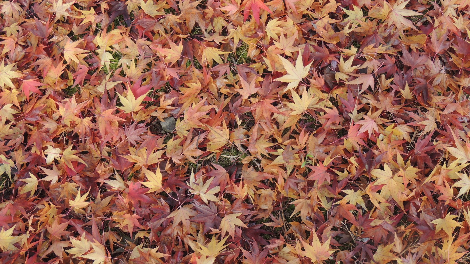 Nature Leaves Fall Maple Leaves Ground 1920x1080