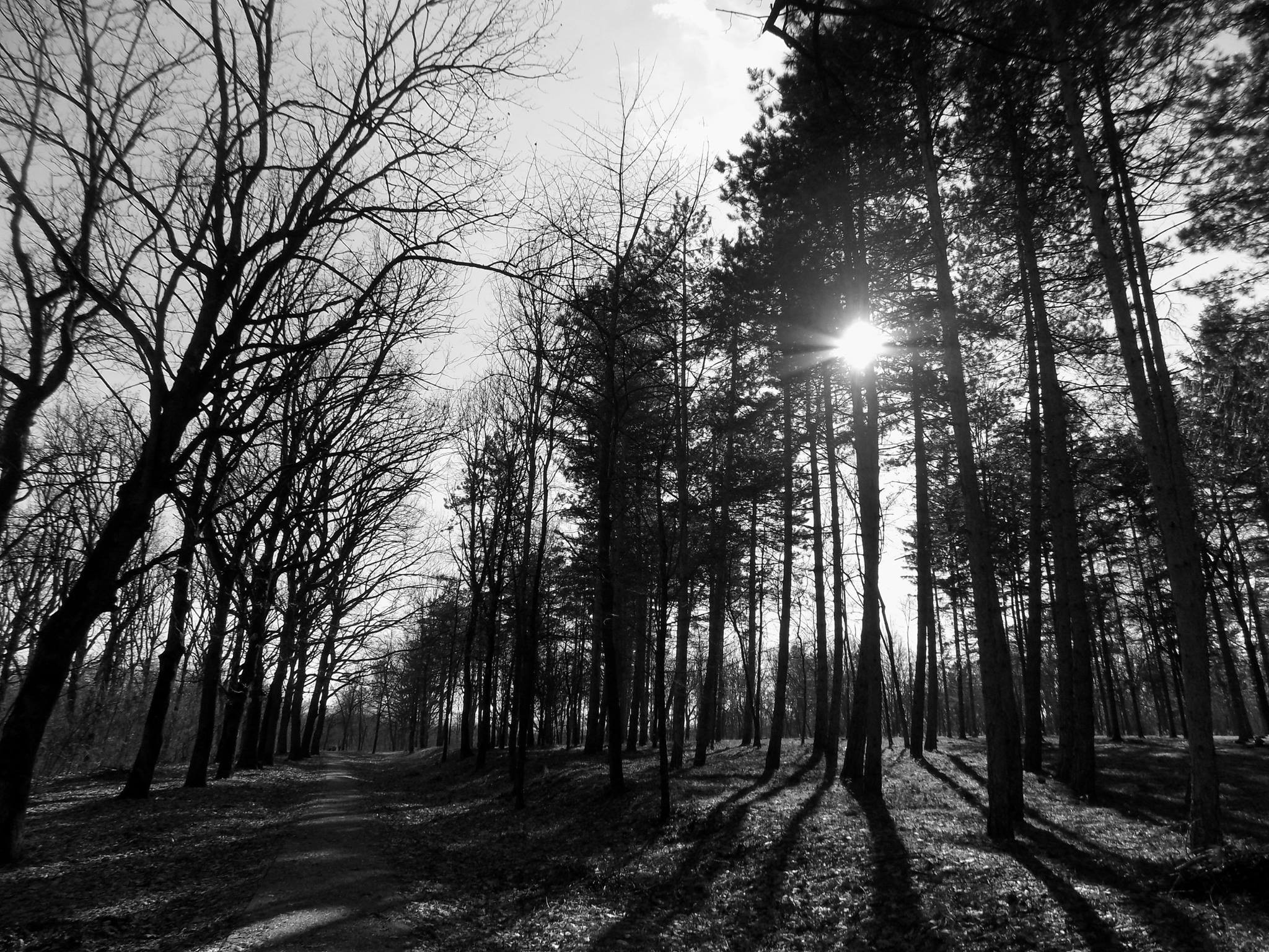 Monochrome Wood Forest Park Serbia 2048x1536