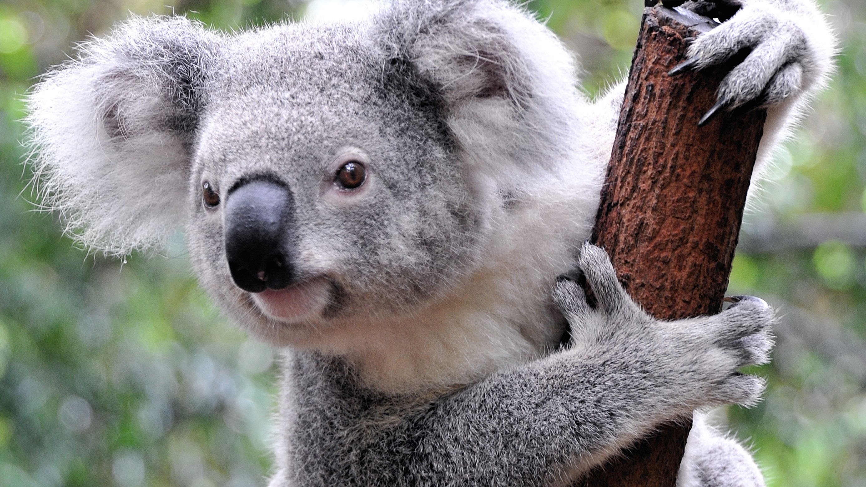 Animals Koalas Mammals 2776x1562