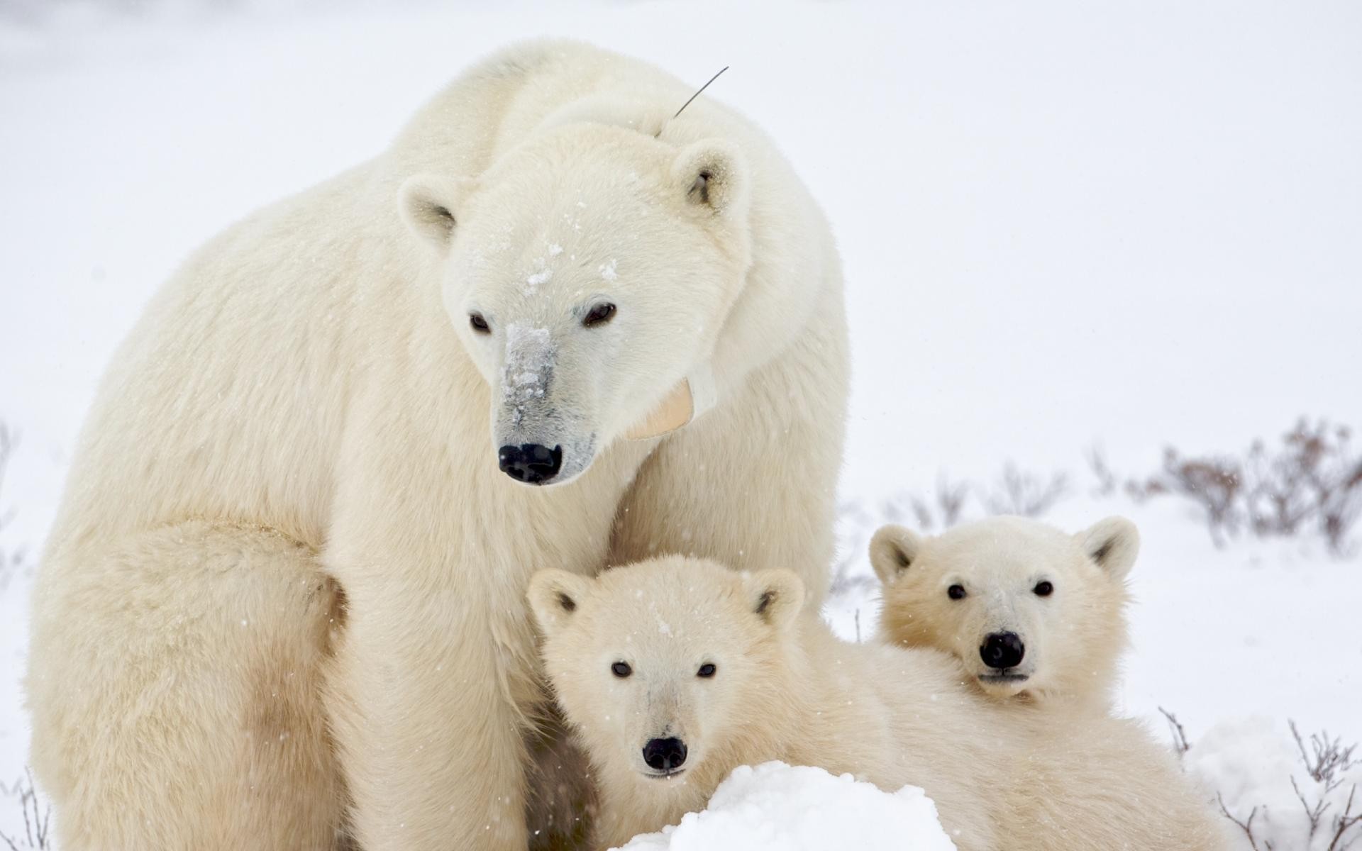 Global Warming Arctic Polar Bears Animals 1920x1200
