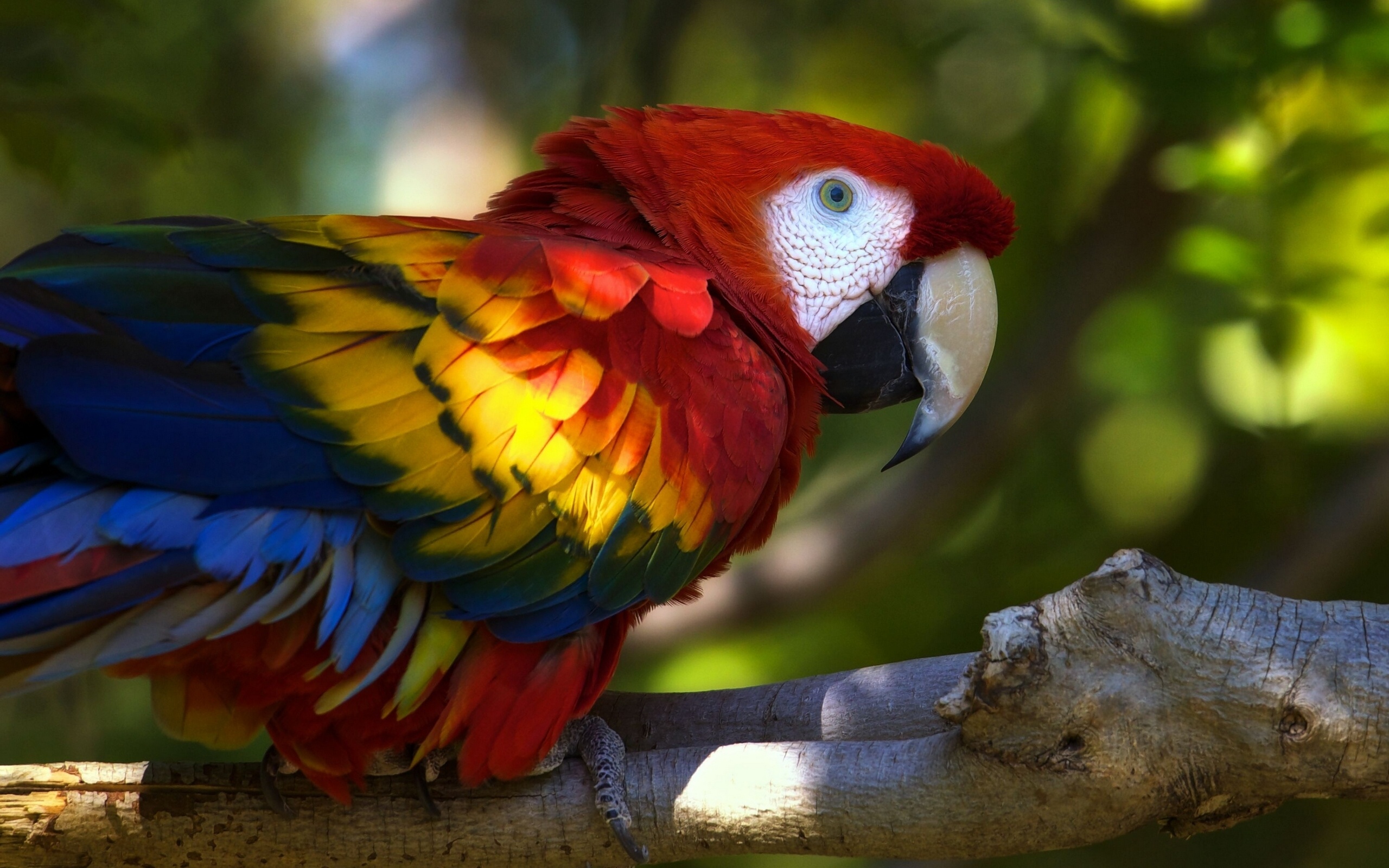 Animal Scarlet Macaw 2560x1600