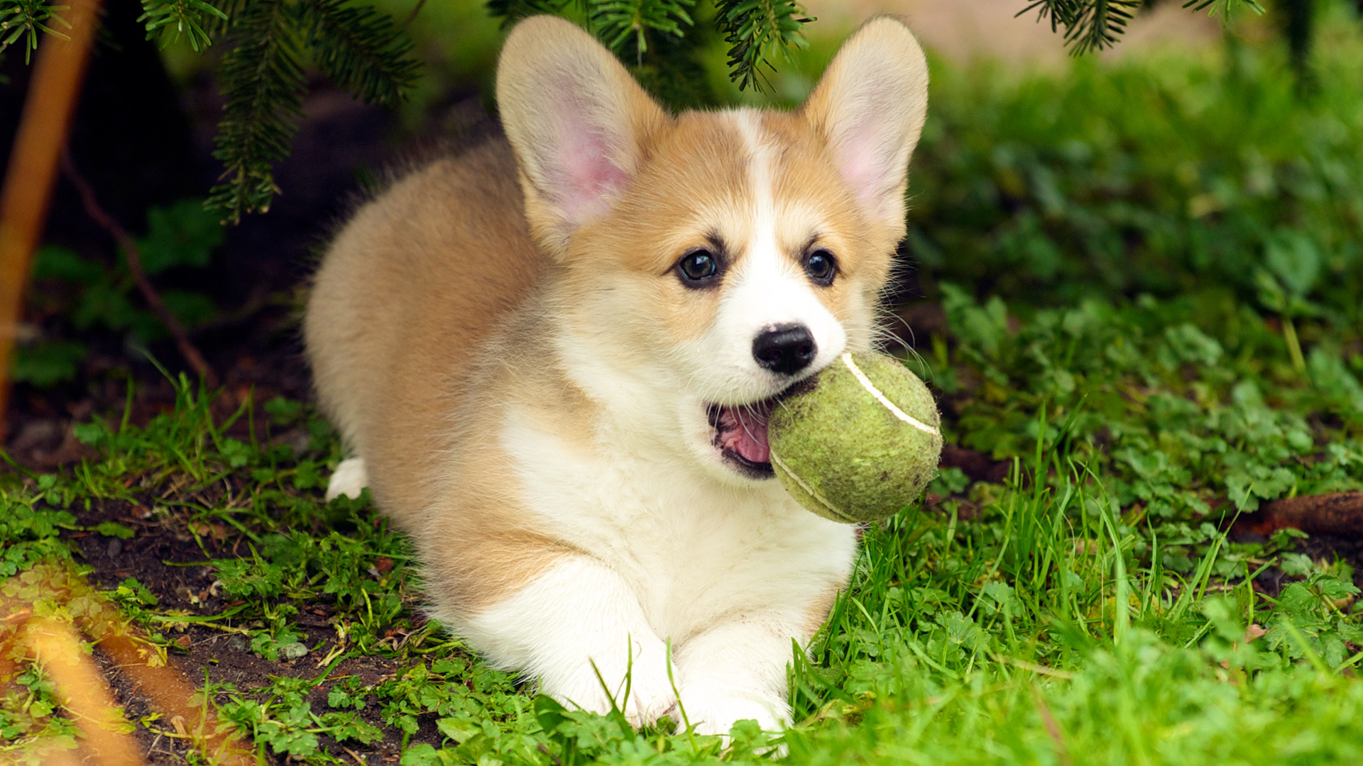 Dog Puppies Corgi Collie 1920x1080