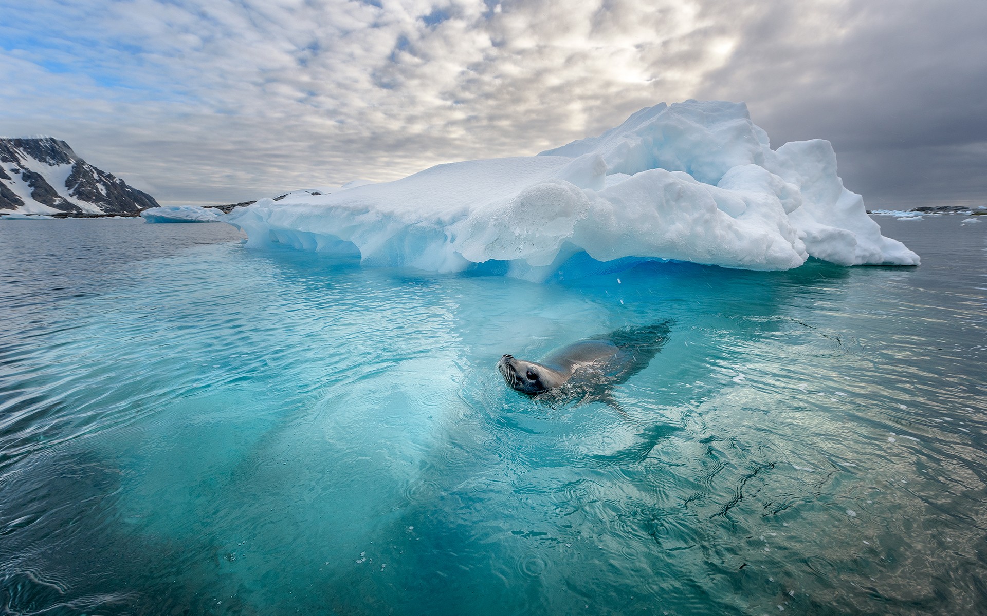 Ice Iceberg Nature Landscape Cyan Seals Water 1920x1200