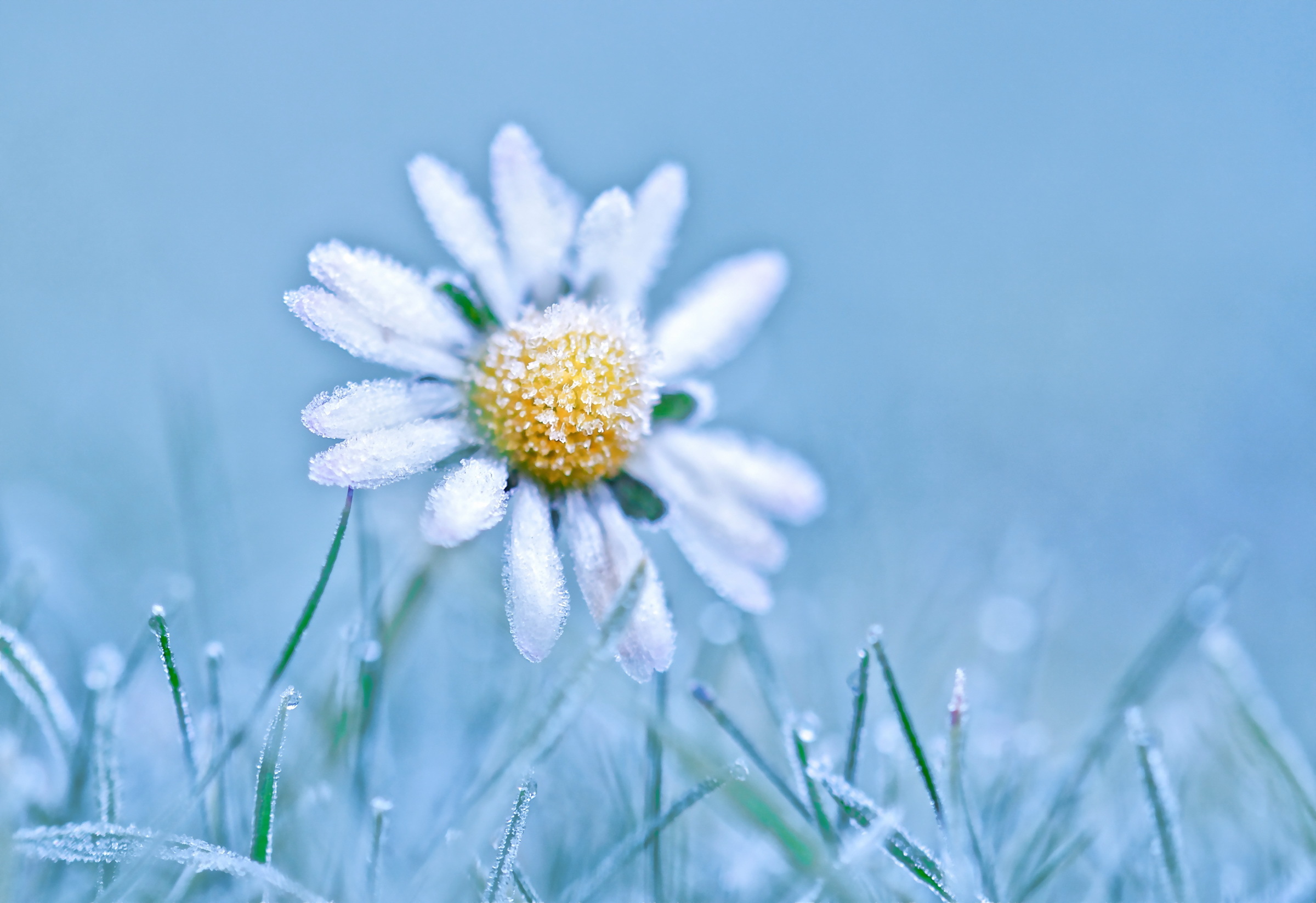 Blue White Yellow Flowers Ice Cold Winter Plants Macro Nature Cyan Daisies Light Blue Frost 2400x1647