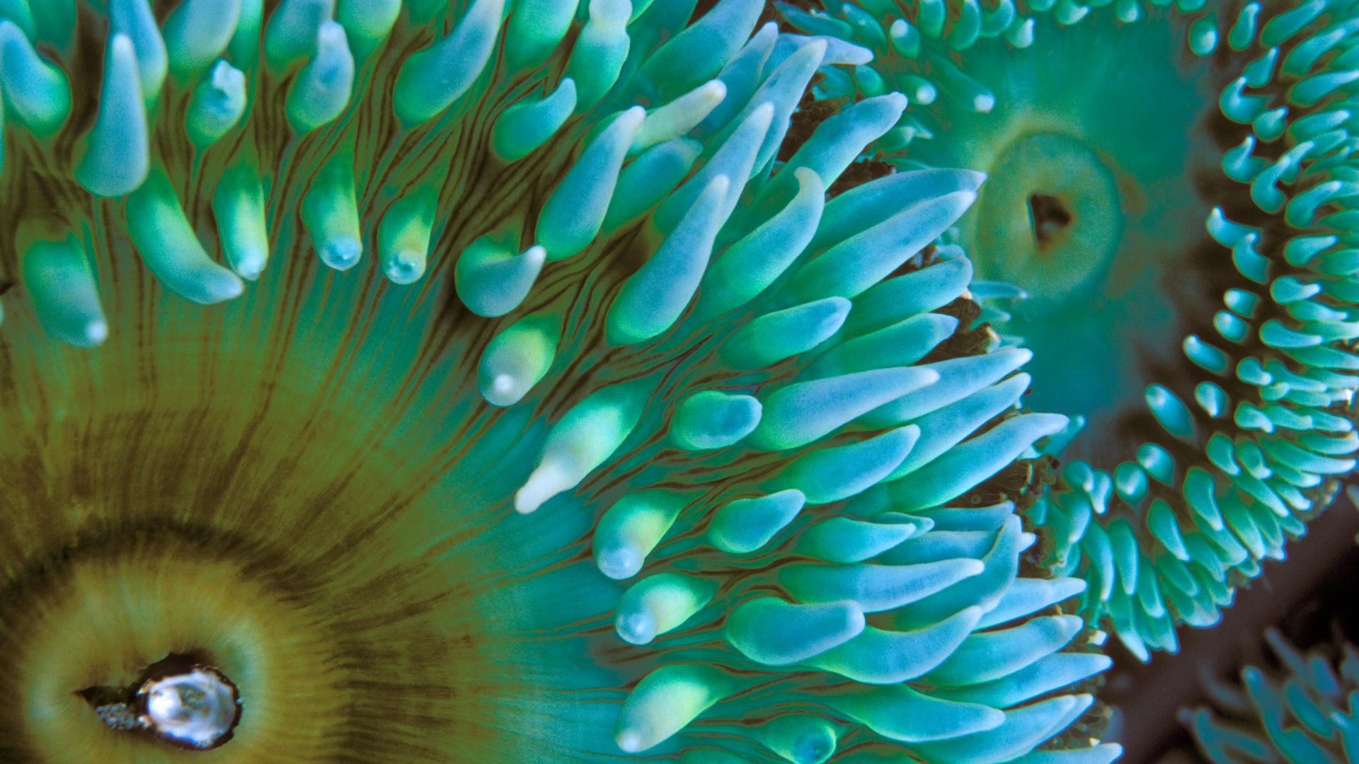 Ocean Nature Sea Anemone Sea Animal Fish 1920x1080