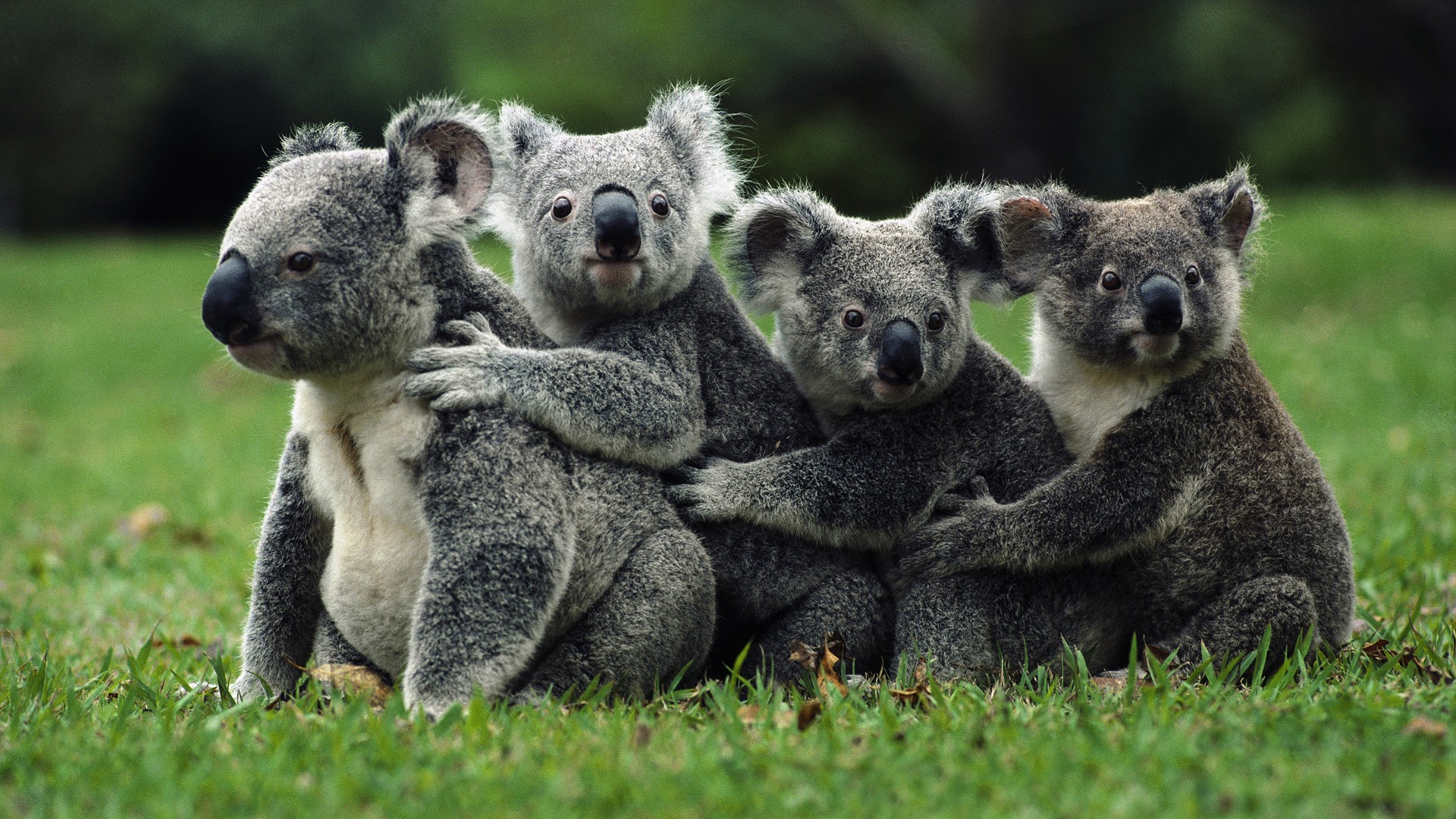 Nature Koalas Animals Field Grass Family 1920x1080