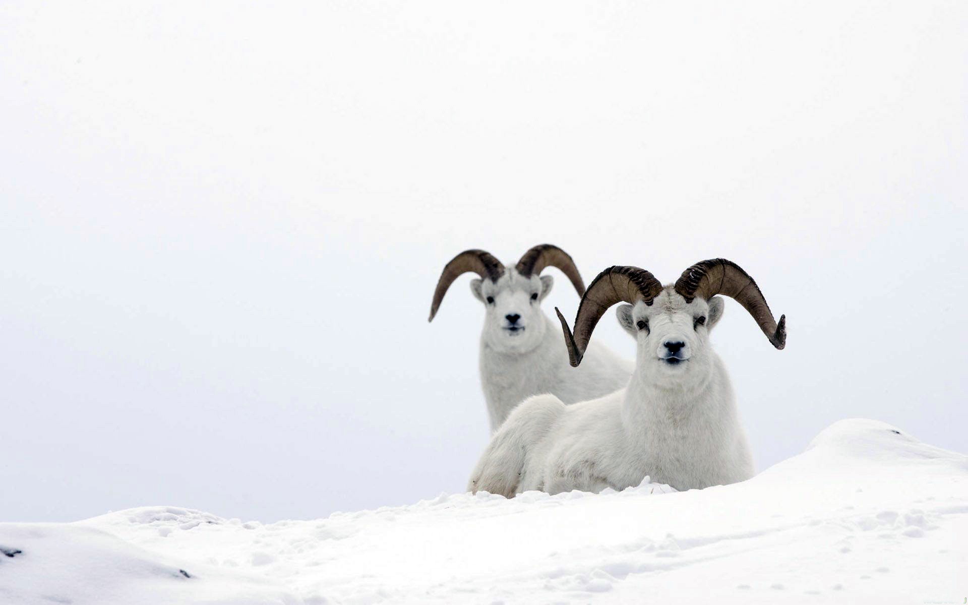 Animals Sheep Horns Snow Ram White 1920x1200