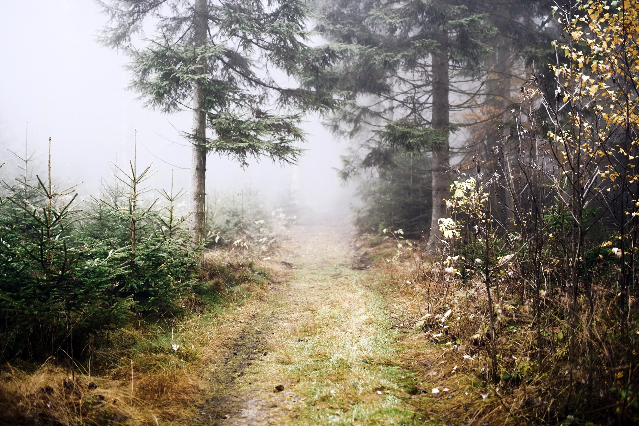 Outdoors Nature Pathway Trees Mist 2048x1365