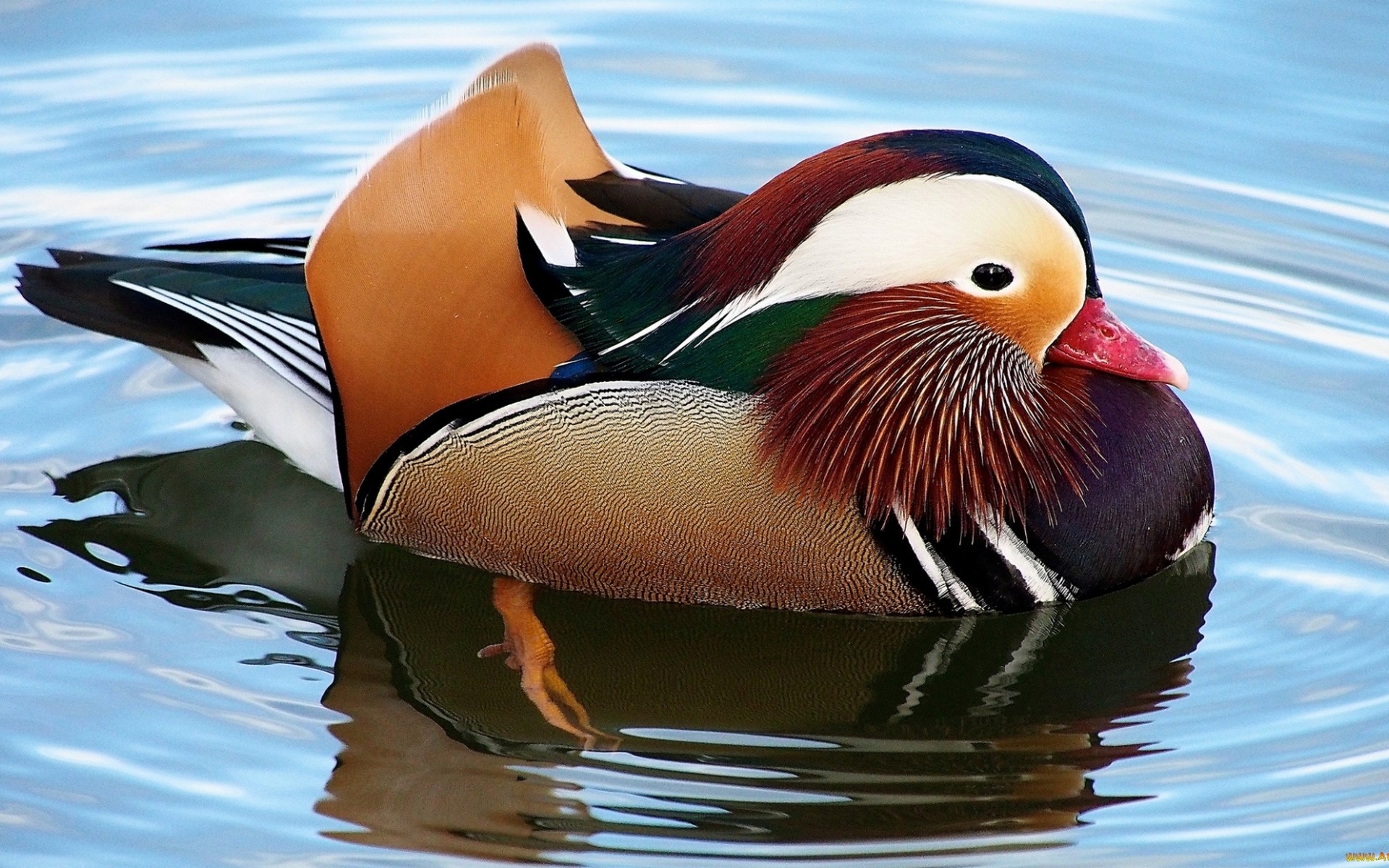 Mandarin Duck Duck Birds Water 1920x1200